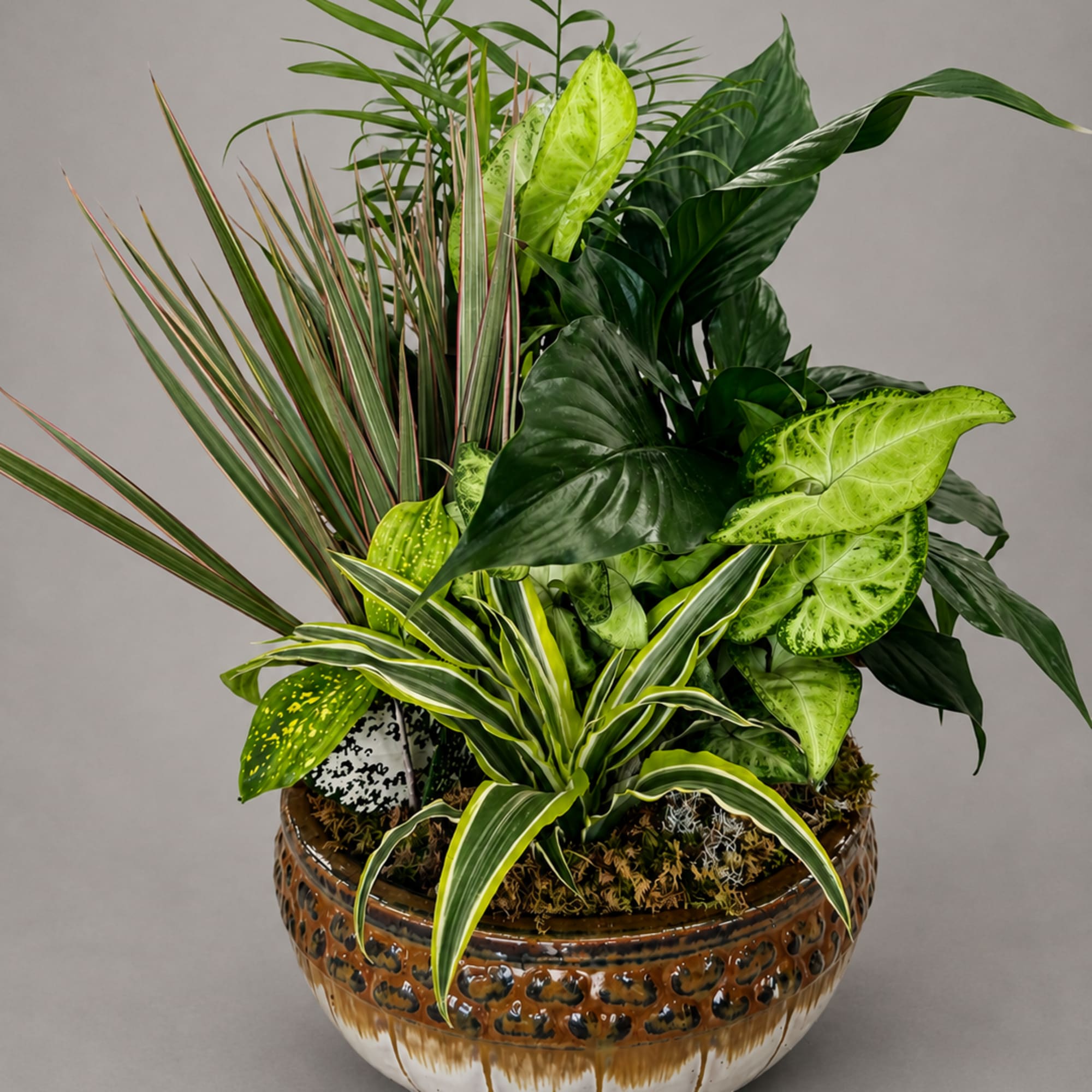 Mixed green houseplants arranged in a decorative ceramic bowl