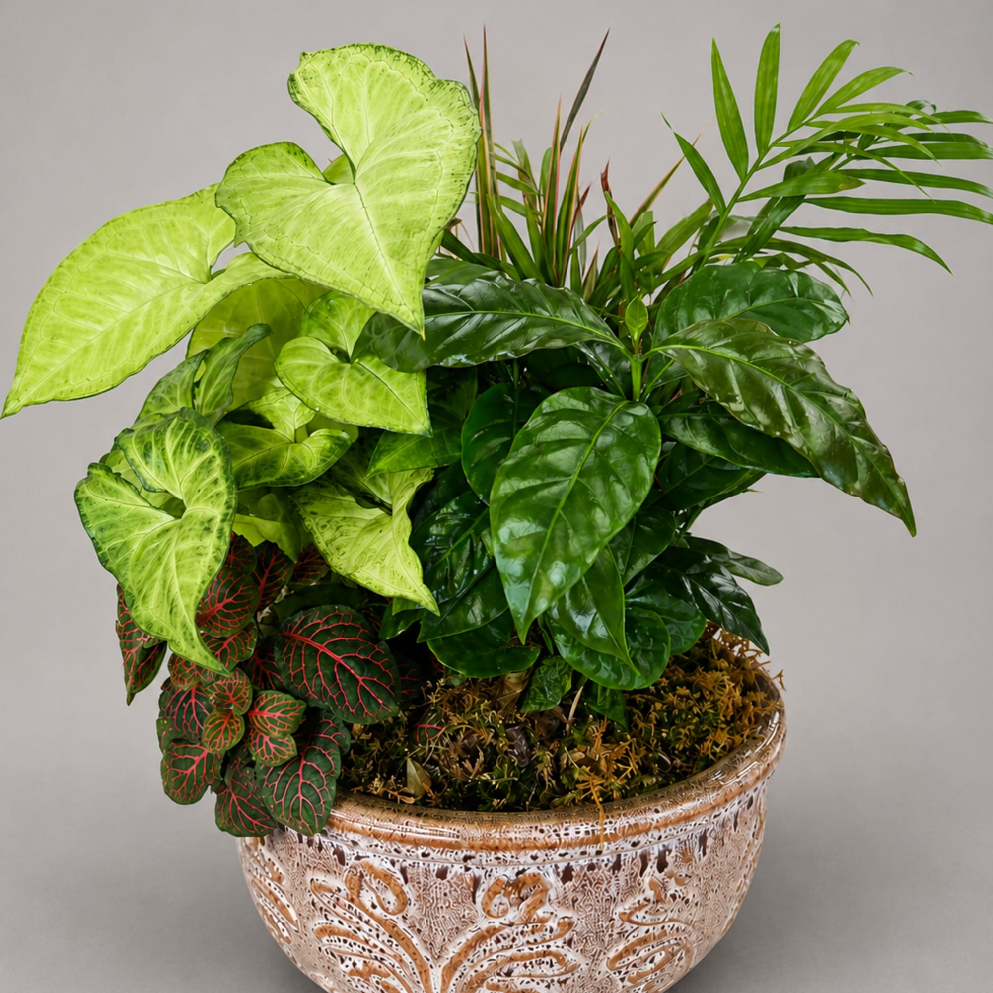 Mixed potted tropical plants in a decorative ceramic bowl
