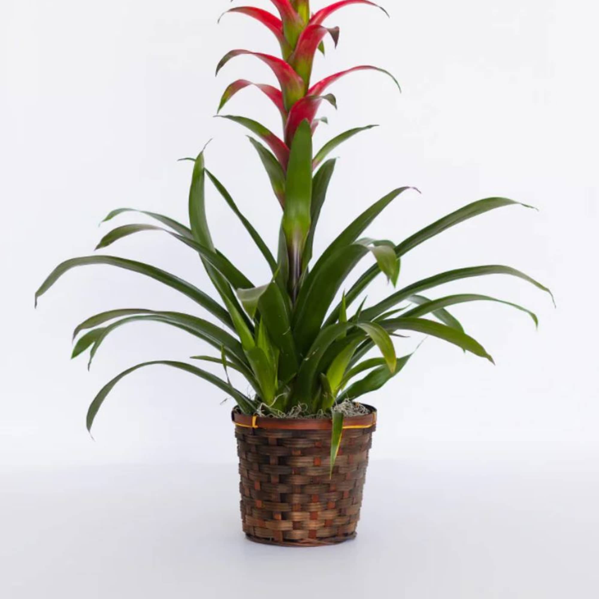 Potted bromeliad with red-tipped leaves in a woven basket
