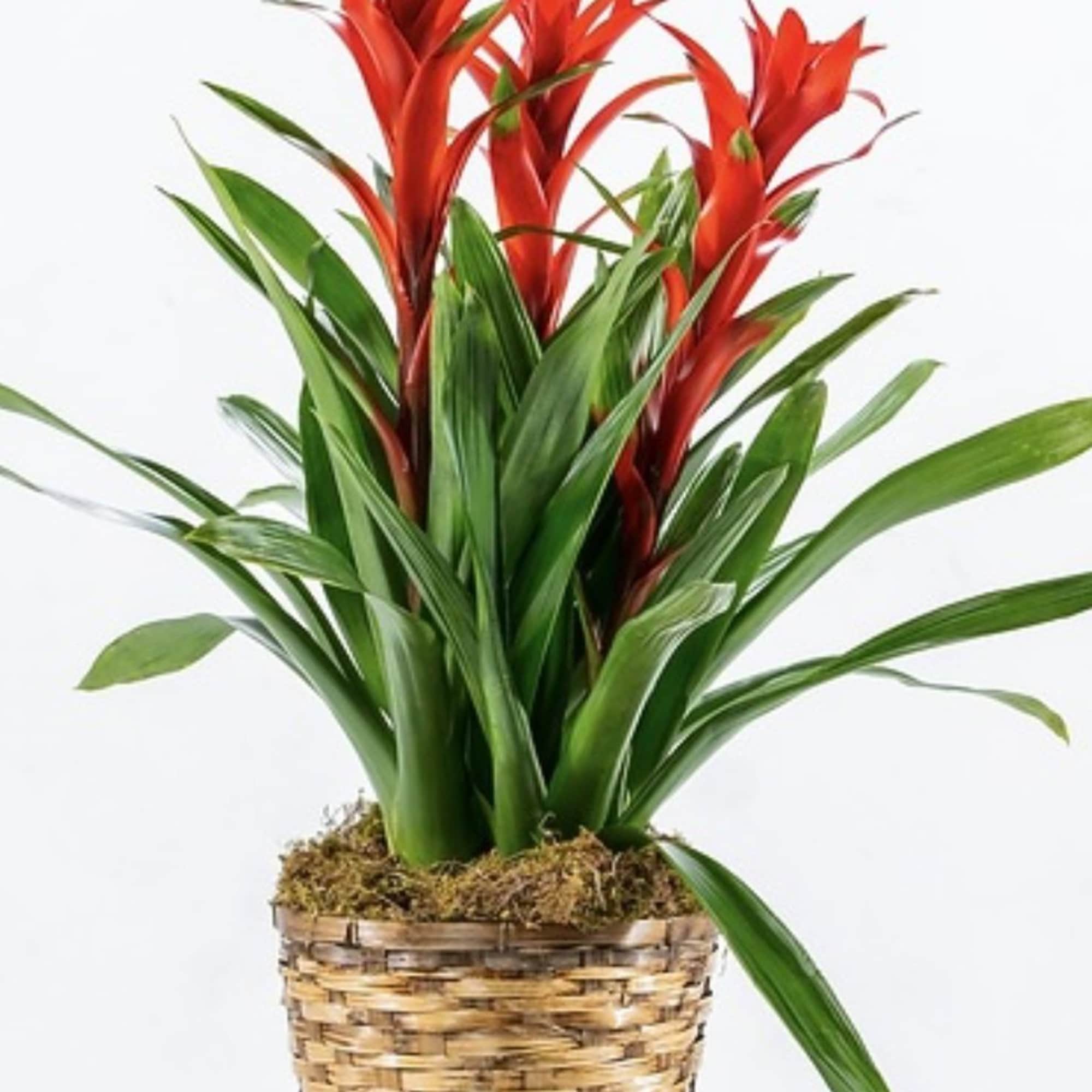 Potted plant with red bromeliad blooms in a woven basket