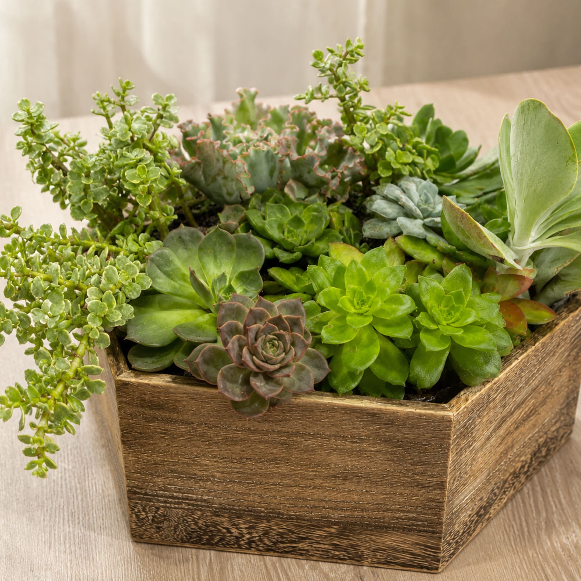 Add something fresh to your d&eacute;cor or send a thoughtful gift of