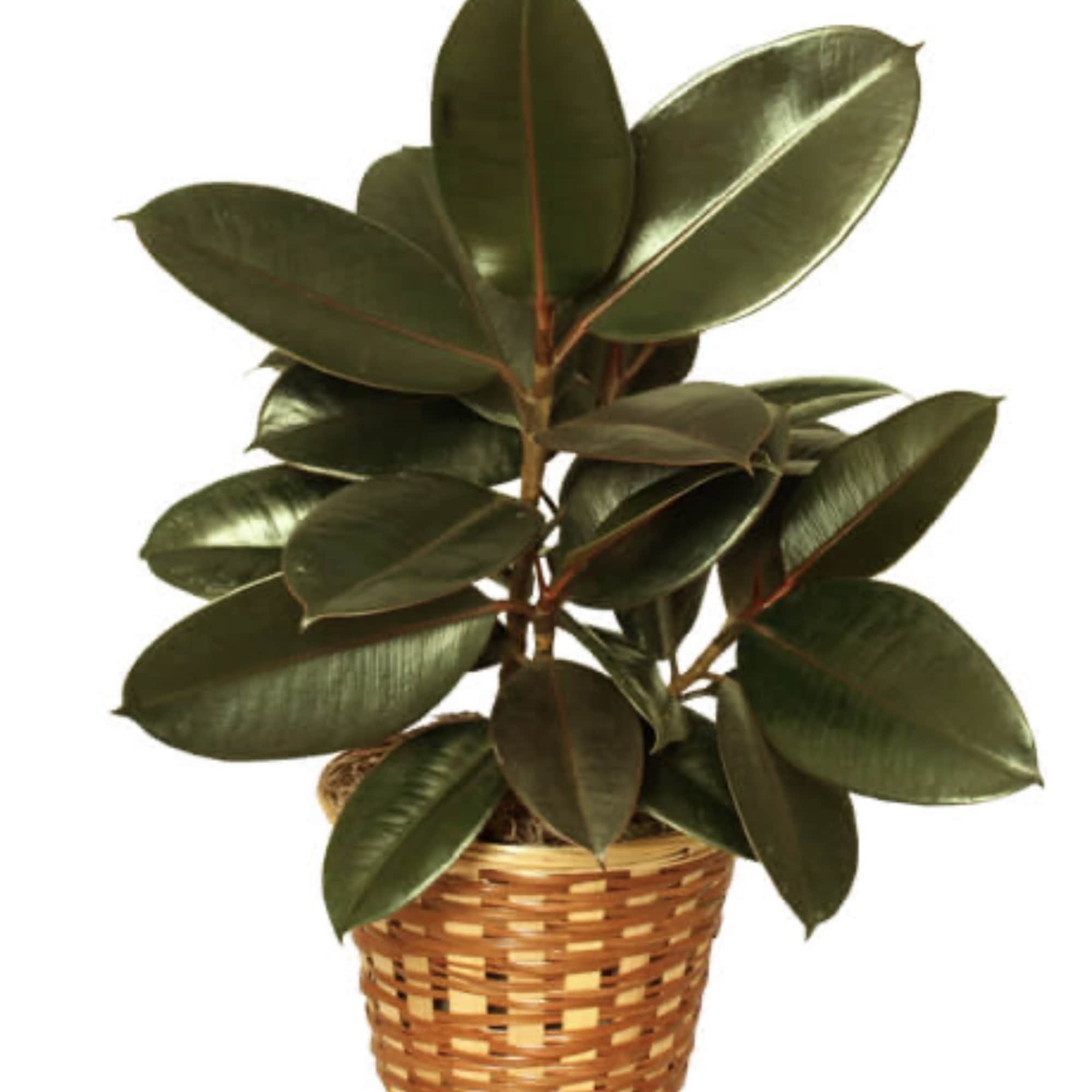 Potted rubber plant in a woven basket planter