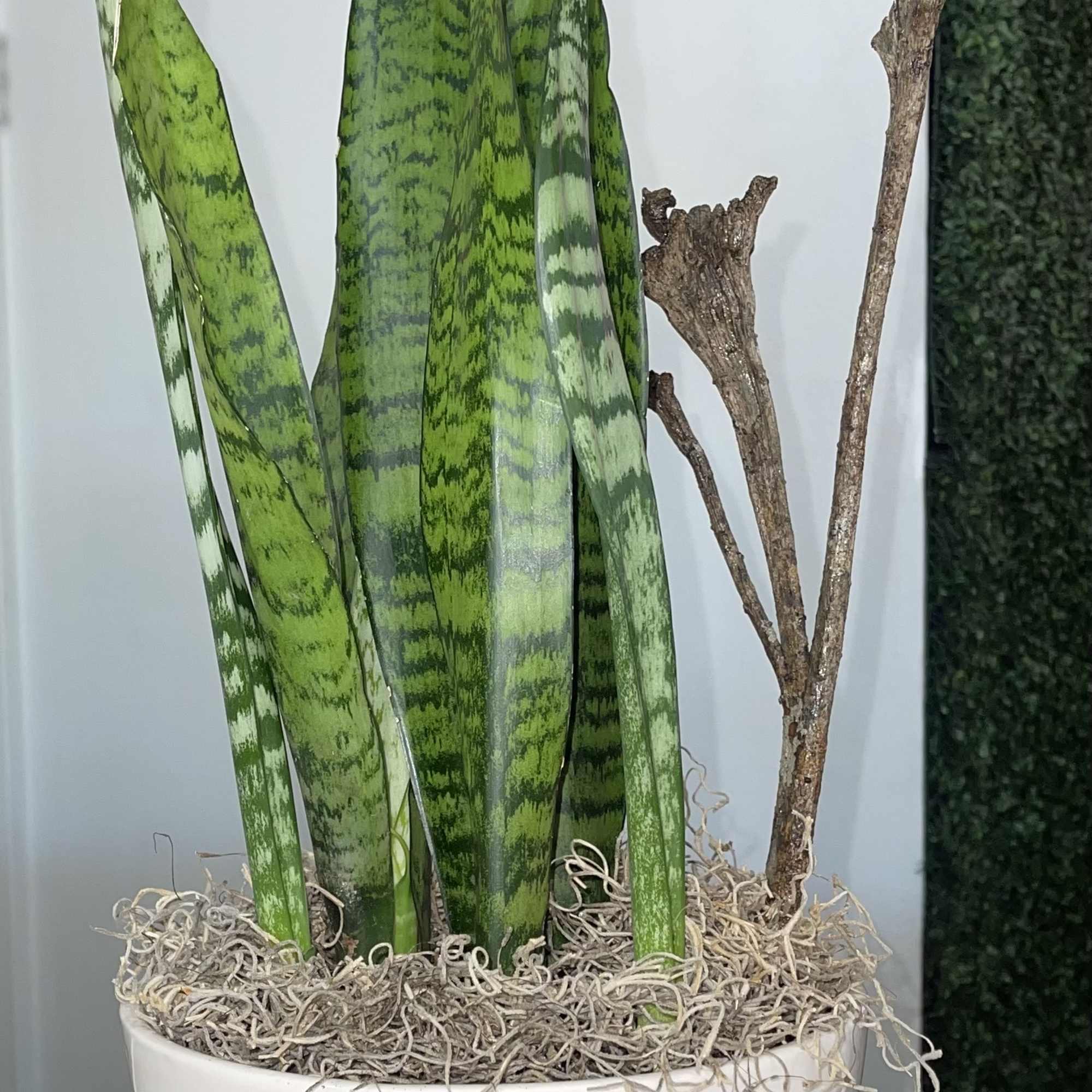 Potted snake plant with a pink flower accent and decorative branches