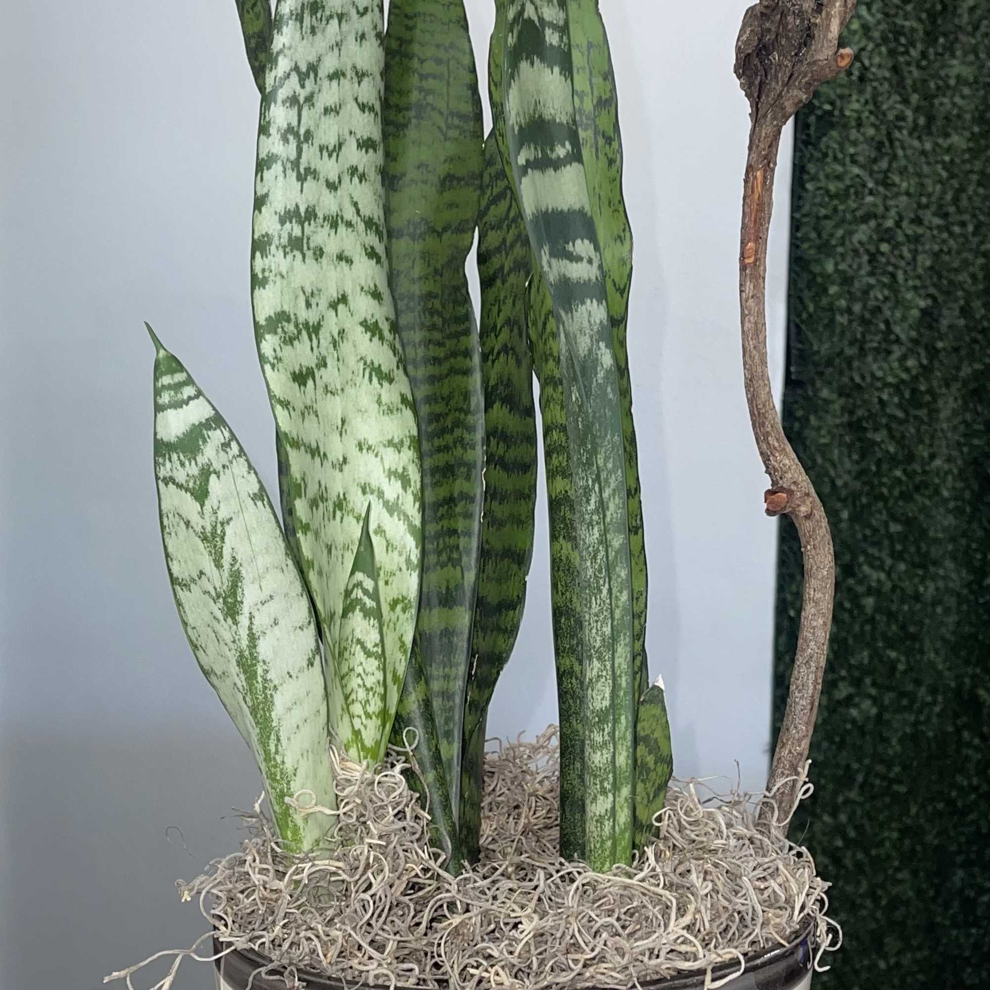 Potted snake plant with a pink wall flower decoration