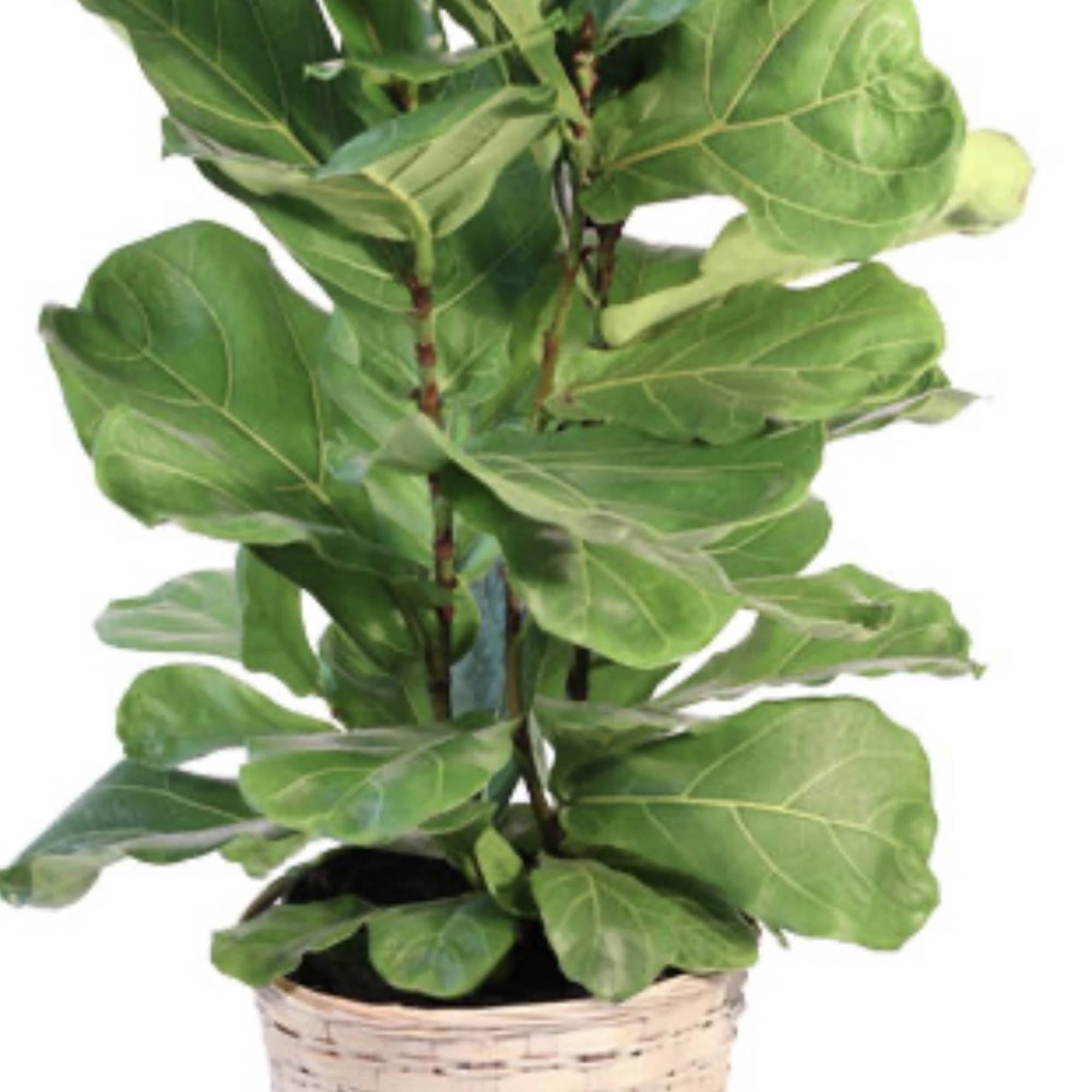Potted fiddle leaf fig plant in a woven basket planter