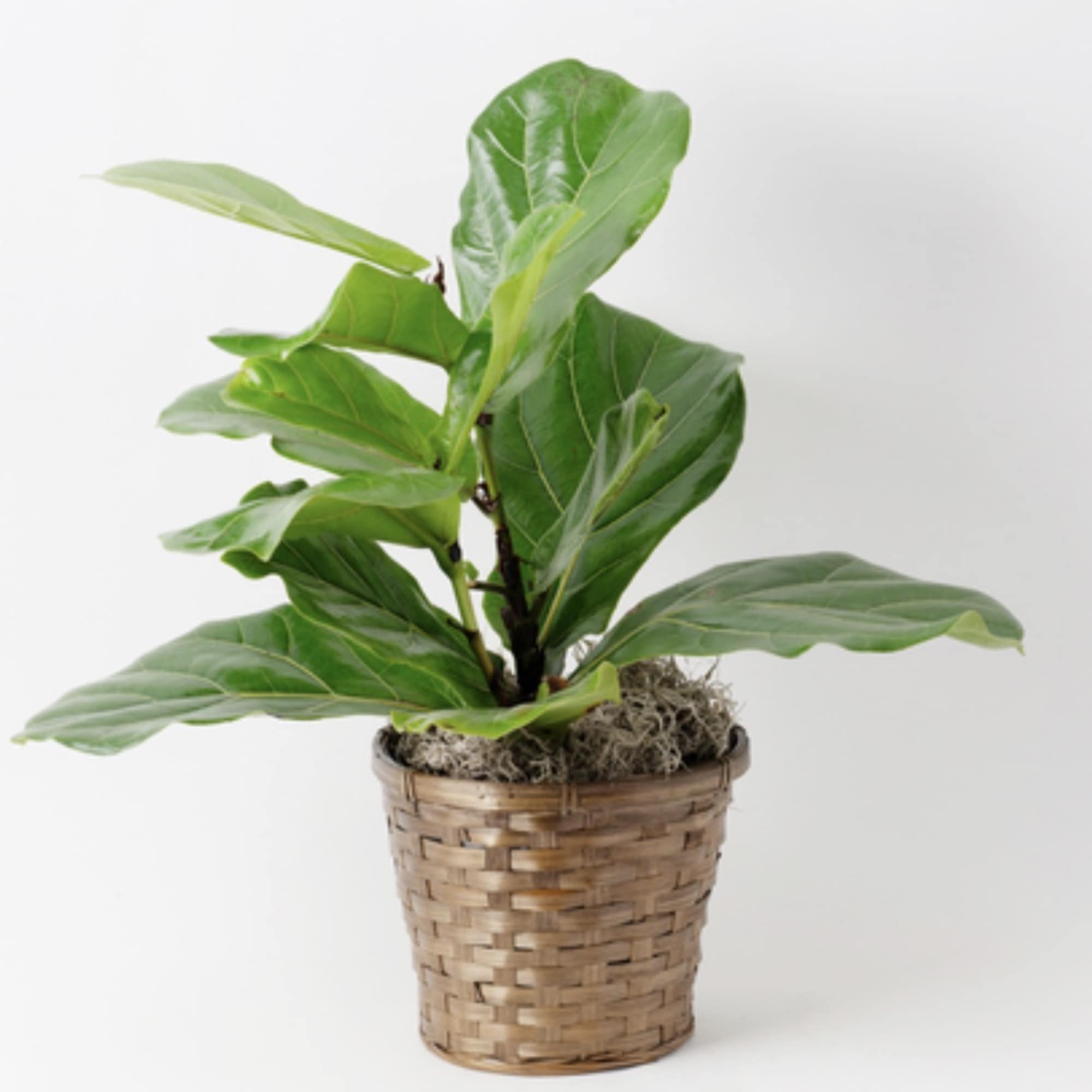Potted green plant in a woven basket planter