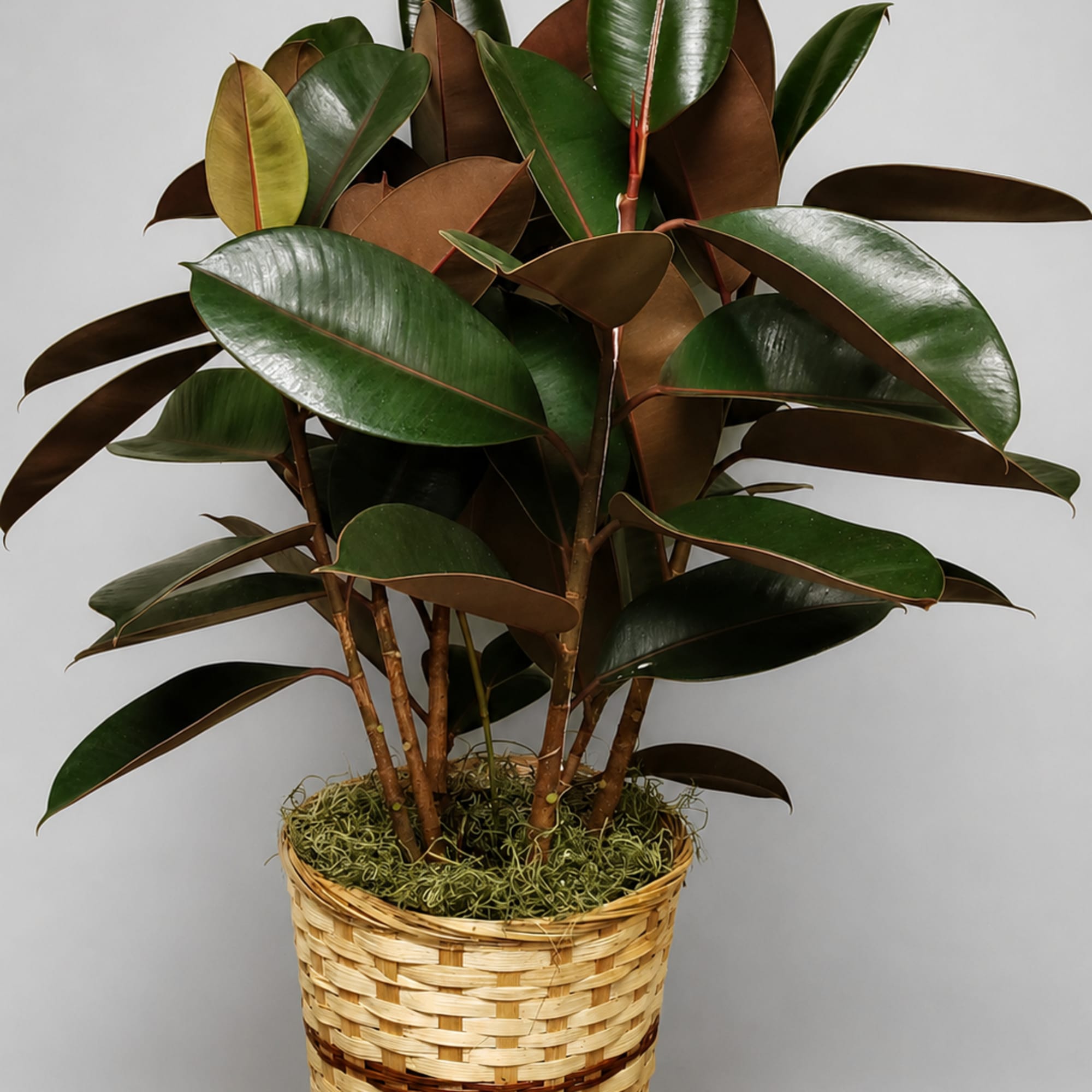 Potted rubber plant in a woven basket planter