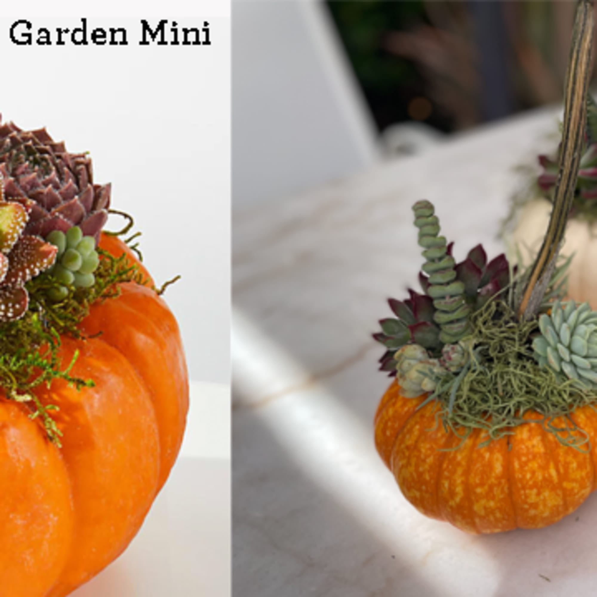 Oh My Gourdness! Take your Fall d&eacute;cor to the next level with