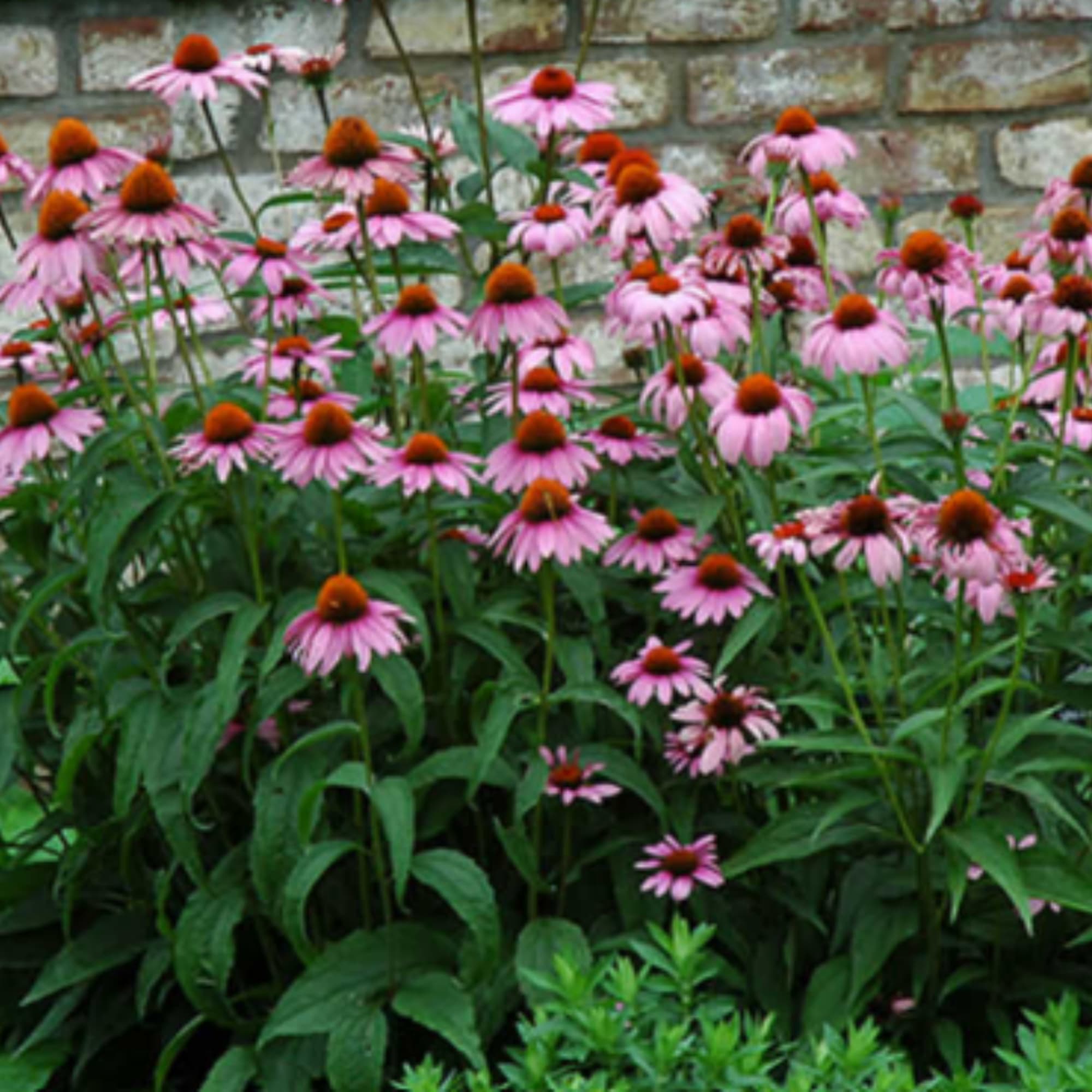 Pink coneflowers blooming in a garden bed against a brick wall