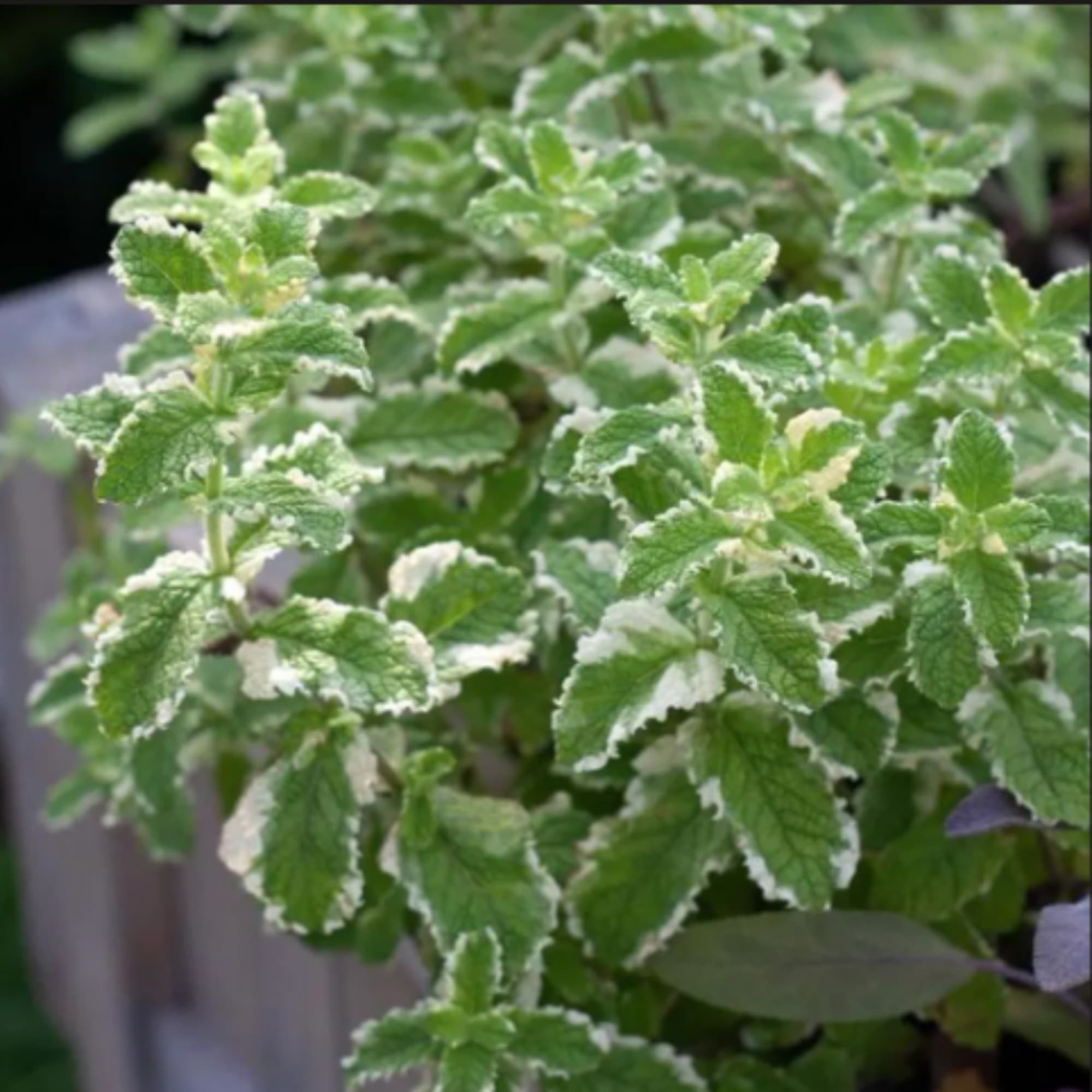 Variegated green potted plant with white-edged leaves