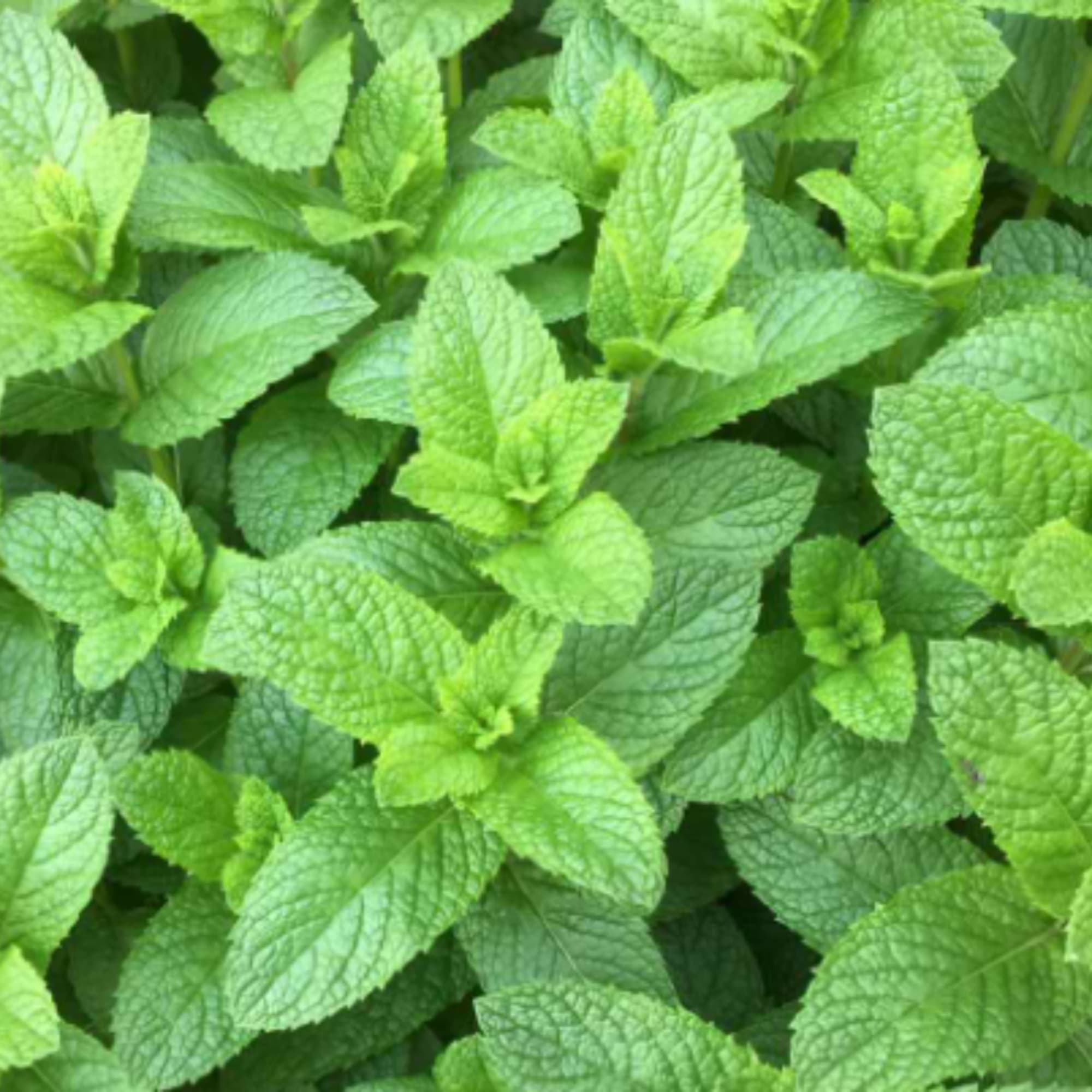 Close-up of bright green mint leaves filling the frame