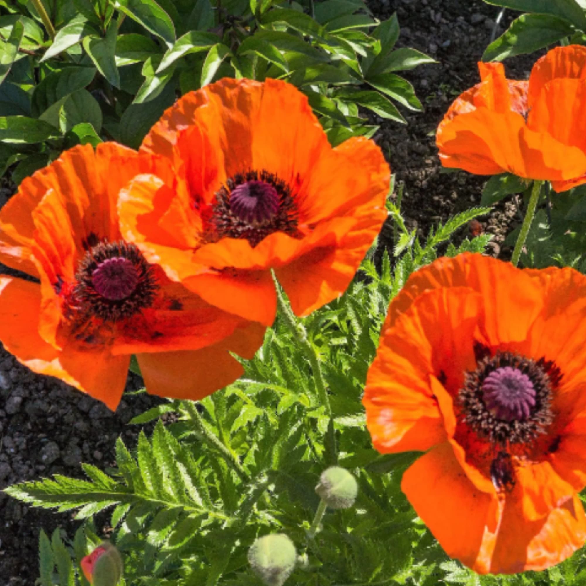 Bright orange poppy flowers blooming in a garden bed