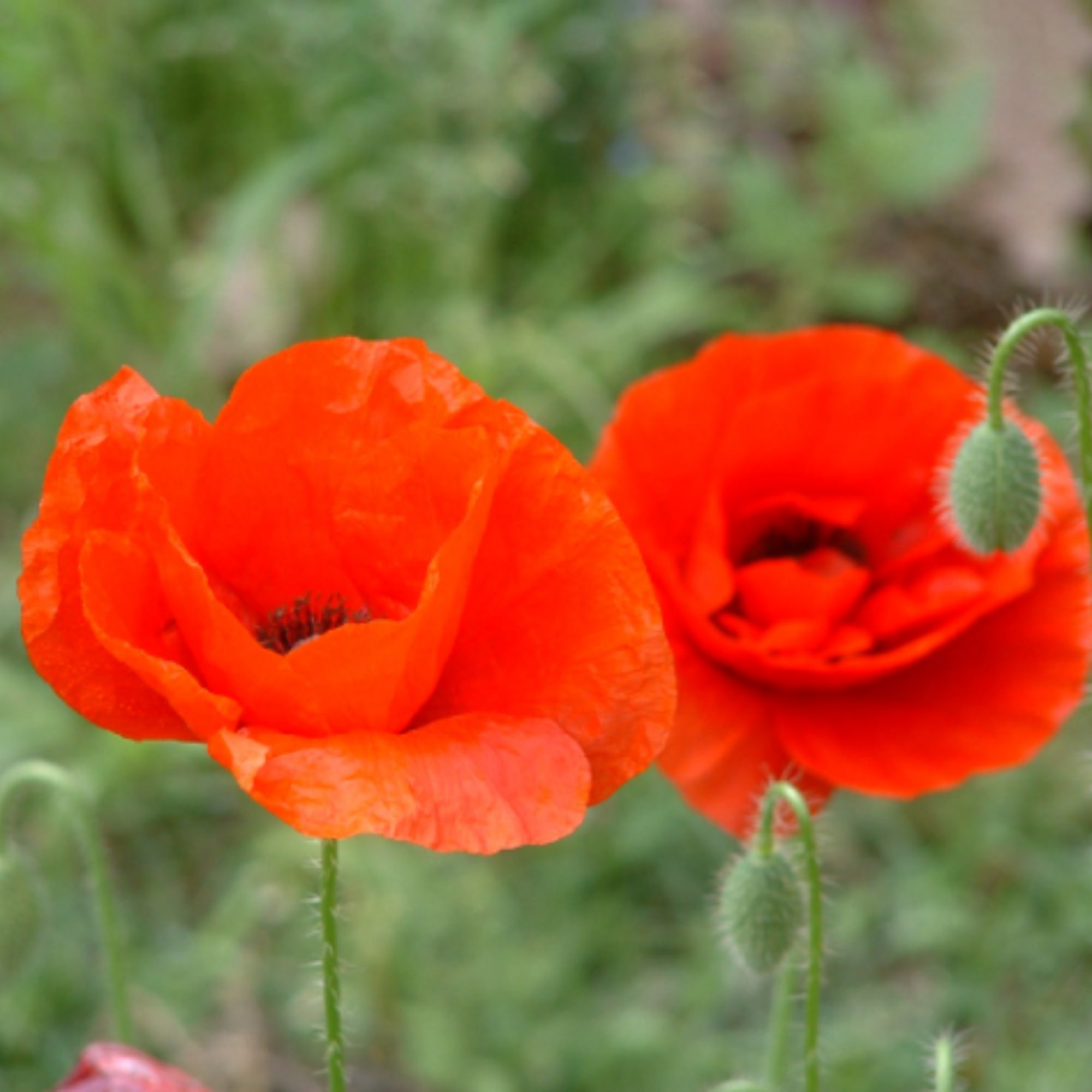 Two bright orange poppy flowers in bloom