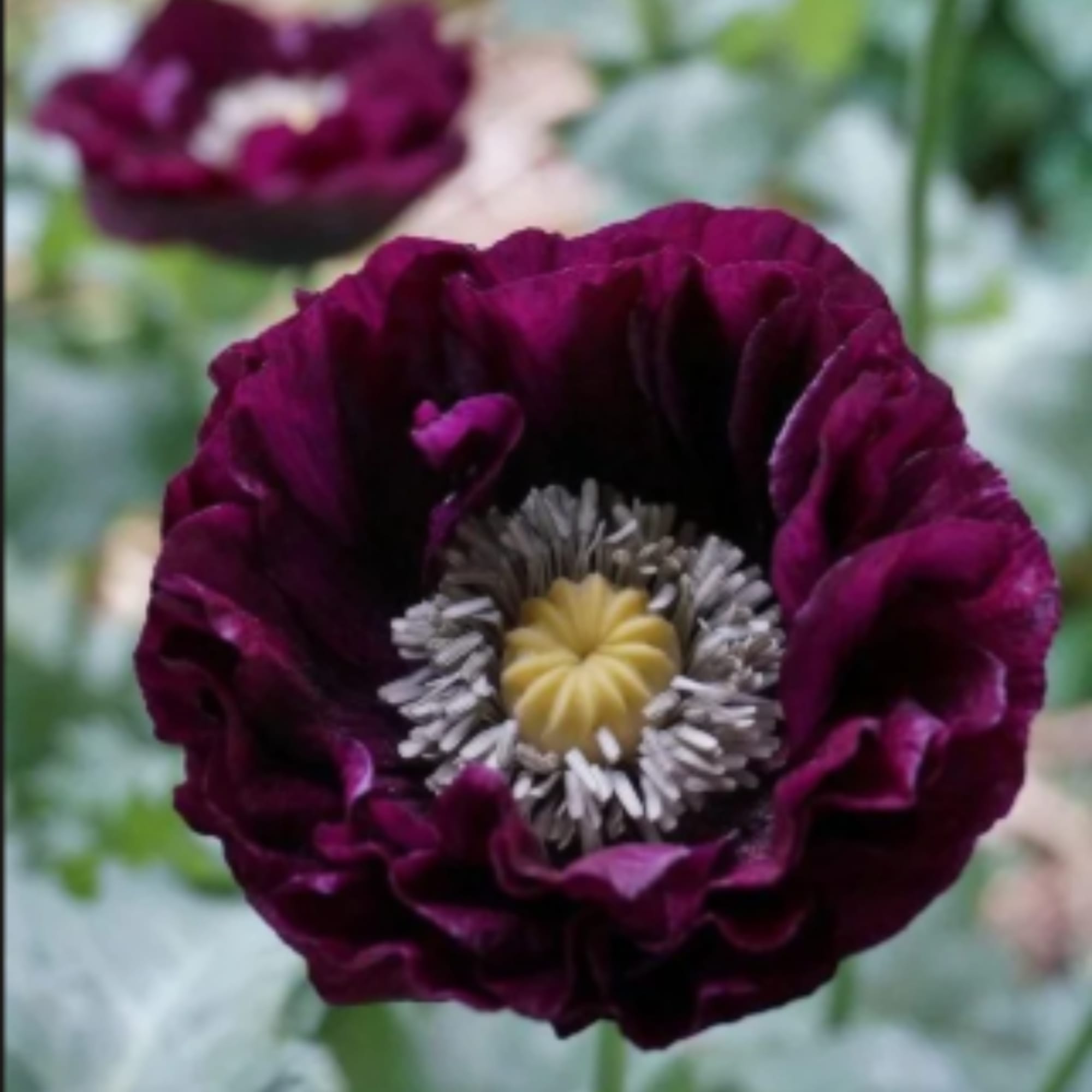 Close-up of a deep purple poppy flower with a pale center