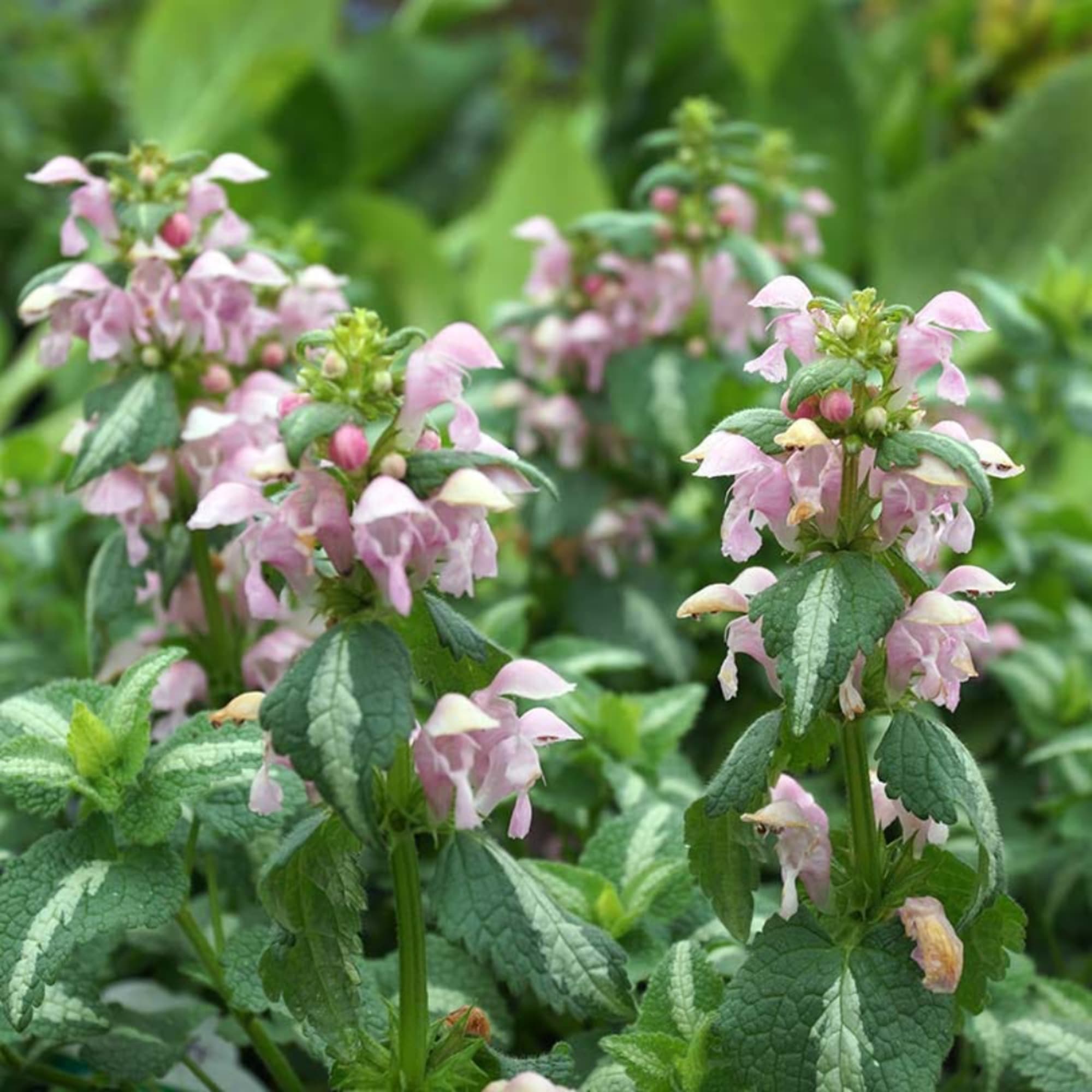 Pink spotted deadnettle flowers among dense green foliage