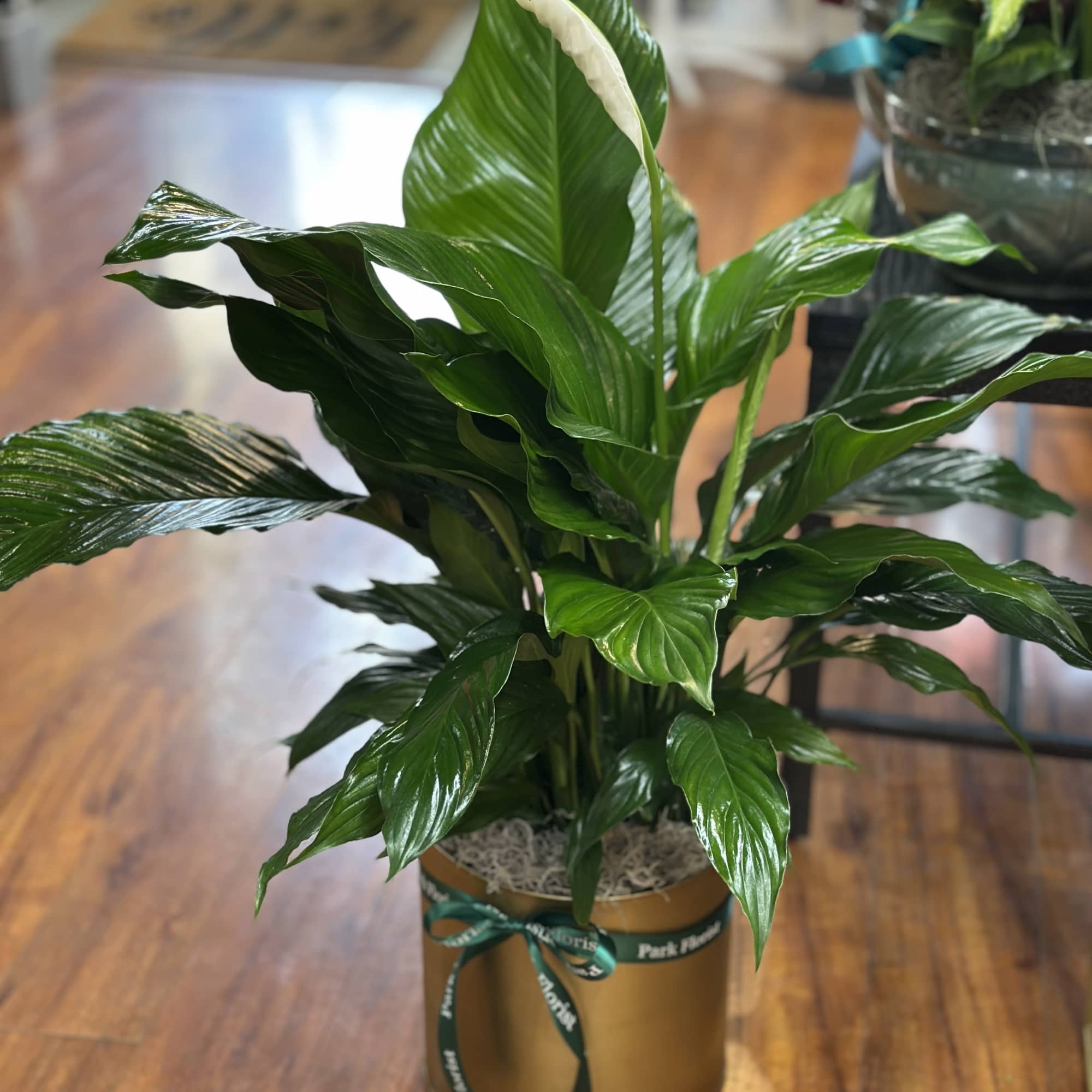 Peace lily plant with a white bloom in a gold pot with ribbon