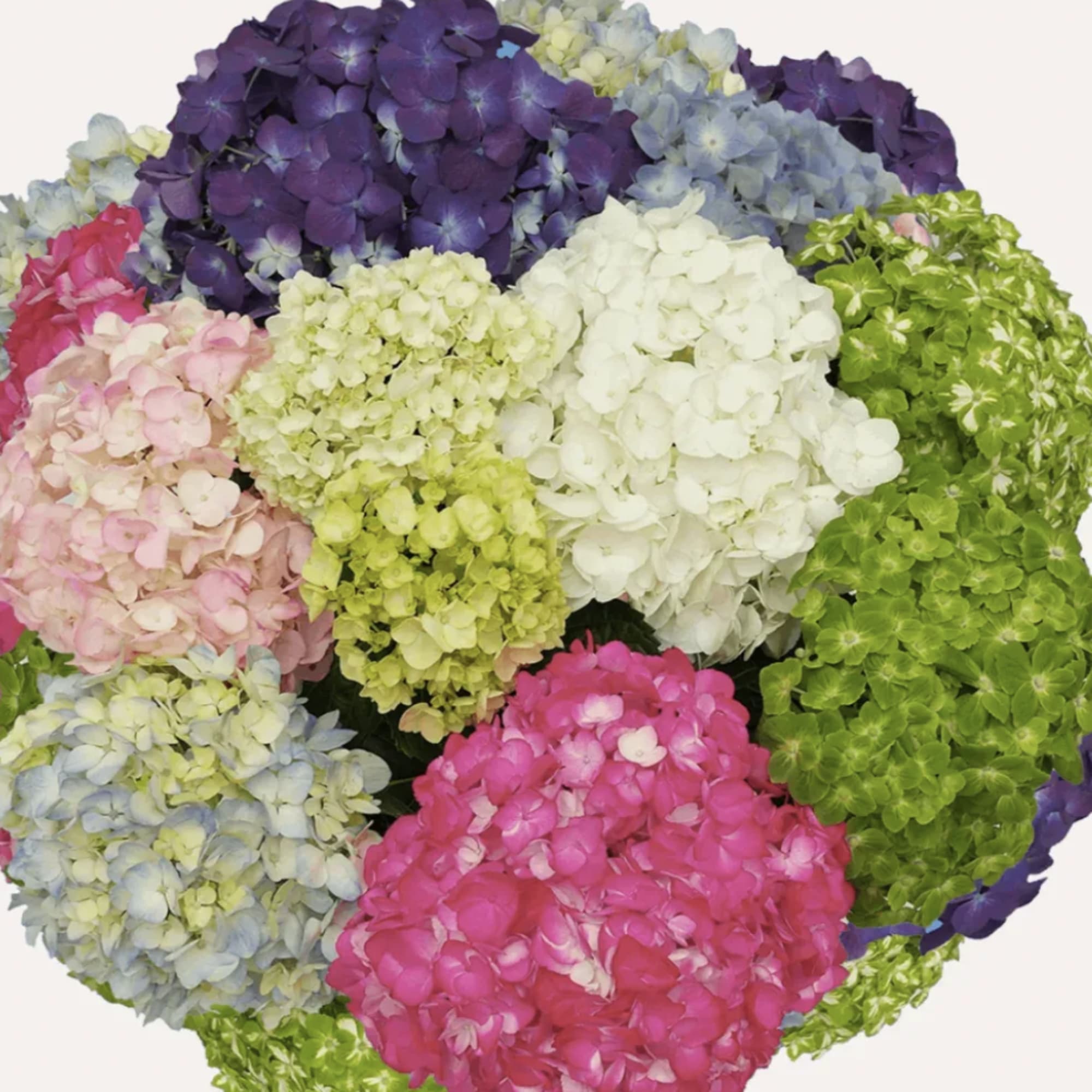 Clustered hydrangea blooms in purple, pink, white, blue, and green