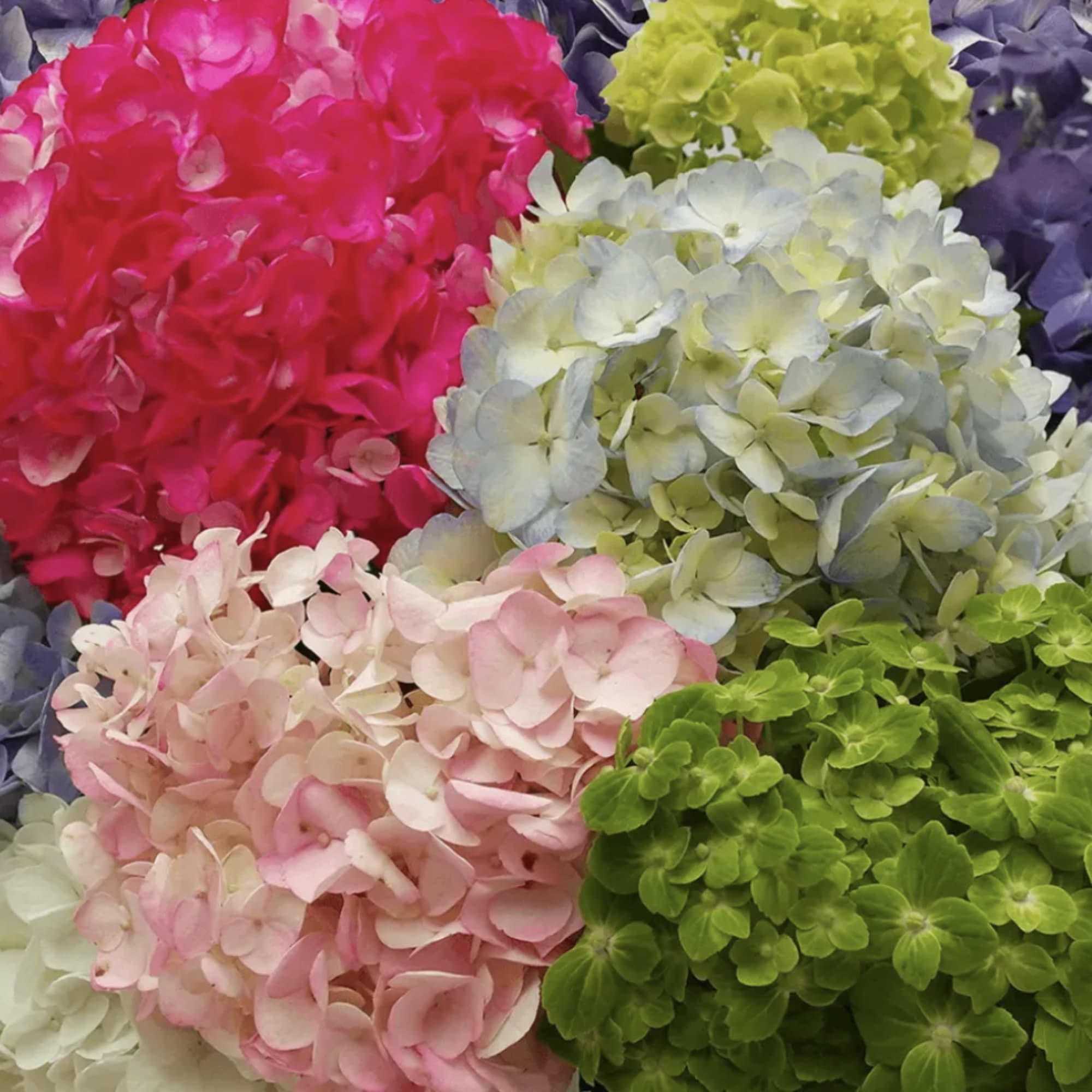 Clusters of hydrangea blooms in pink, blue, green, and purple