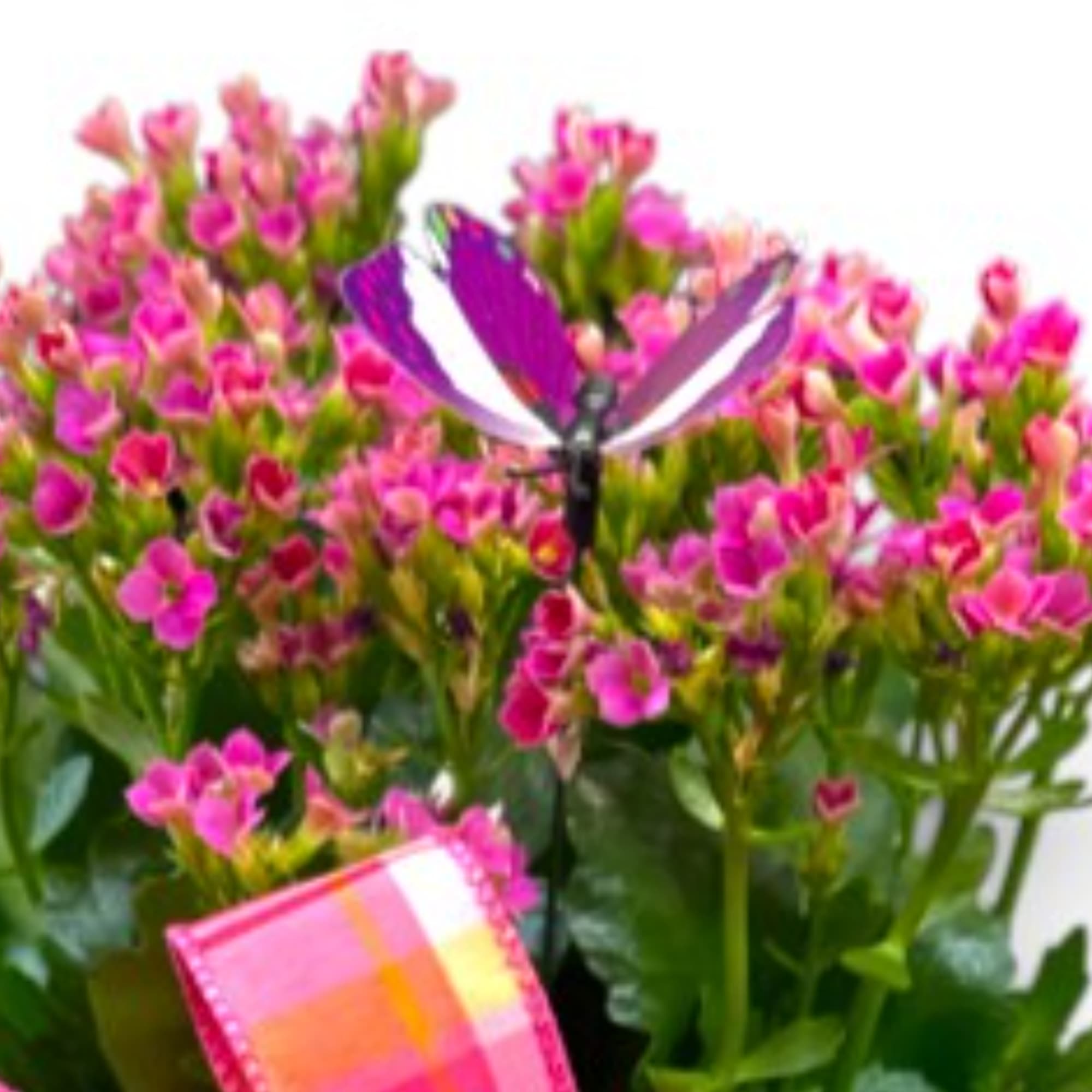 Pink flowers with a purple butterfly decoration and a colorful card
