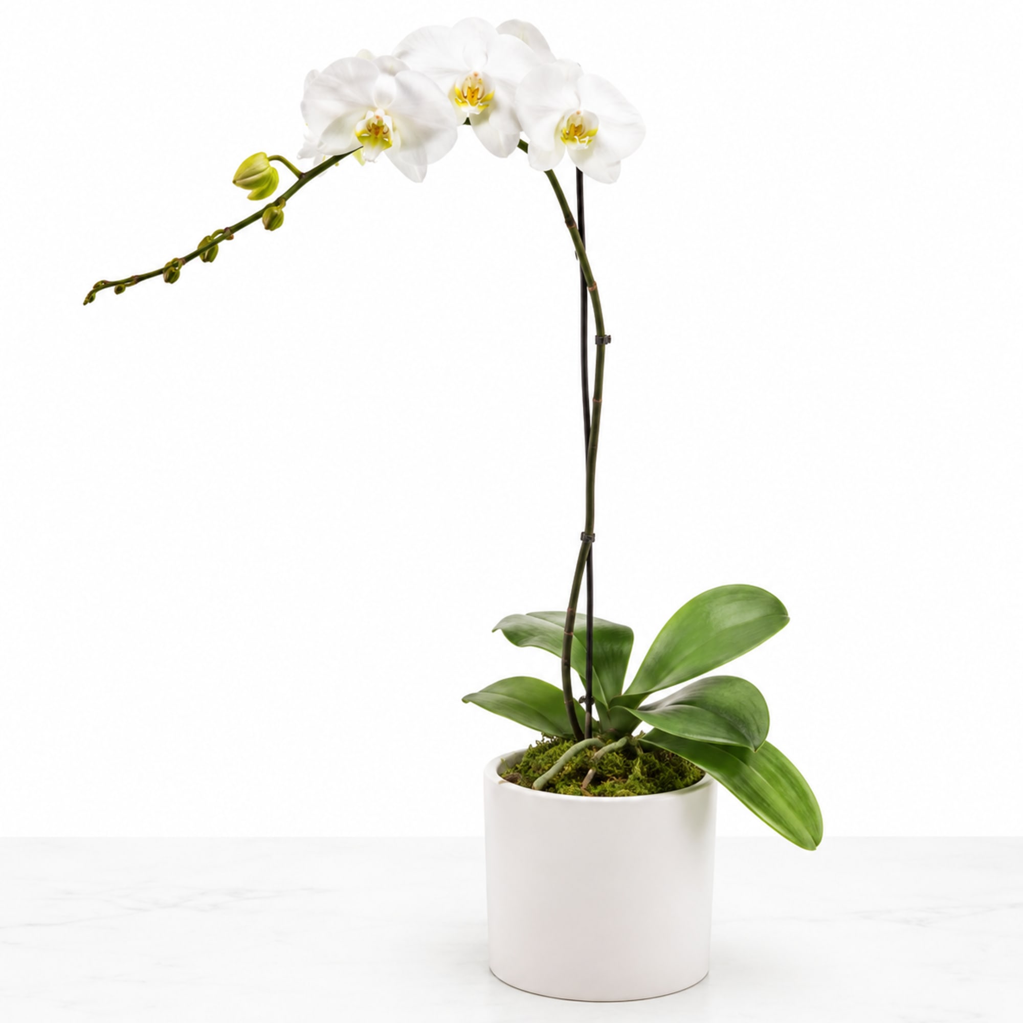 A beautiful and classic single stem white orchid. Perfect for all occasions