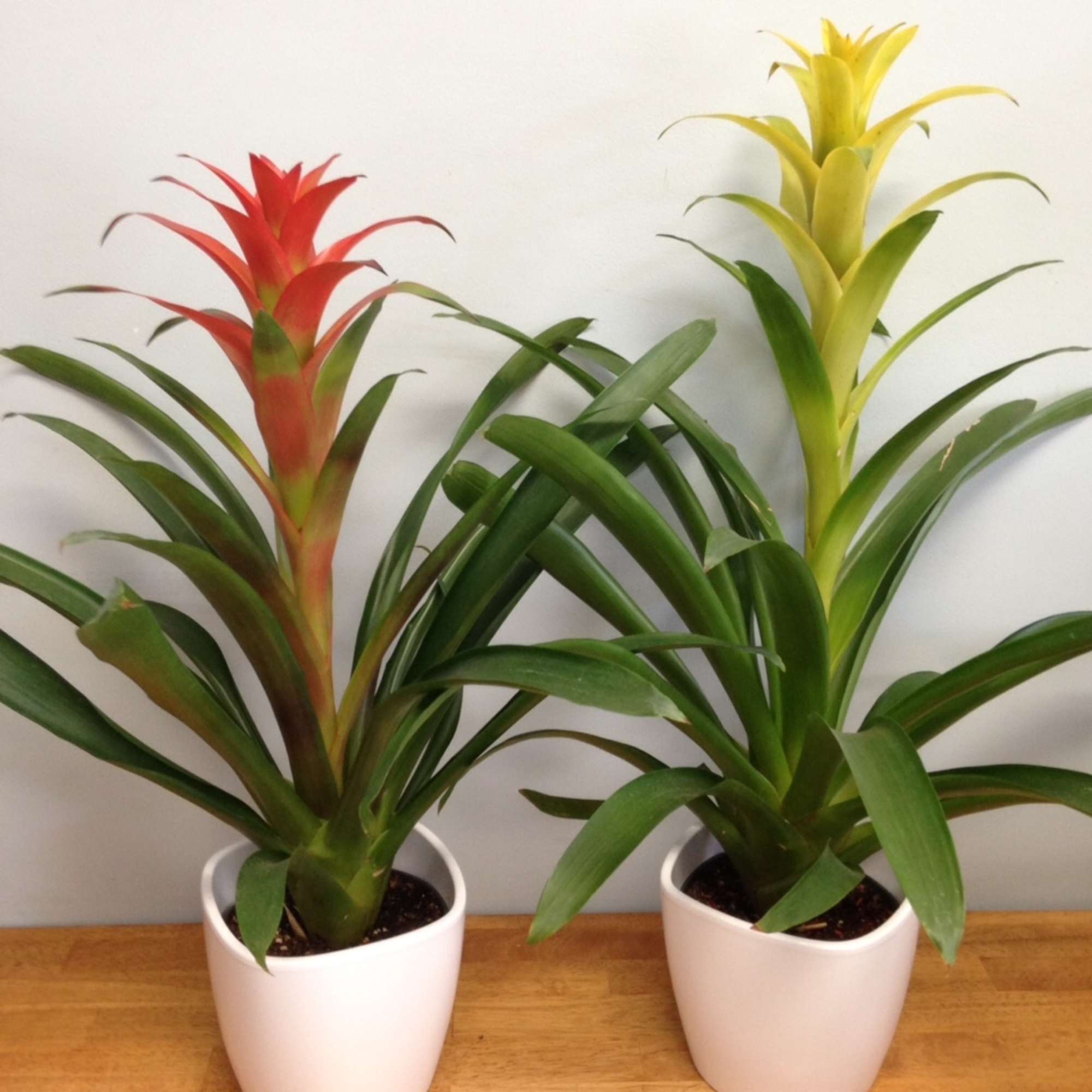 Two potted bromeliad plants with red and yellow flower spikes