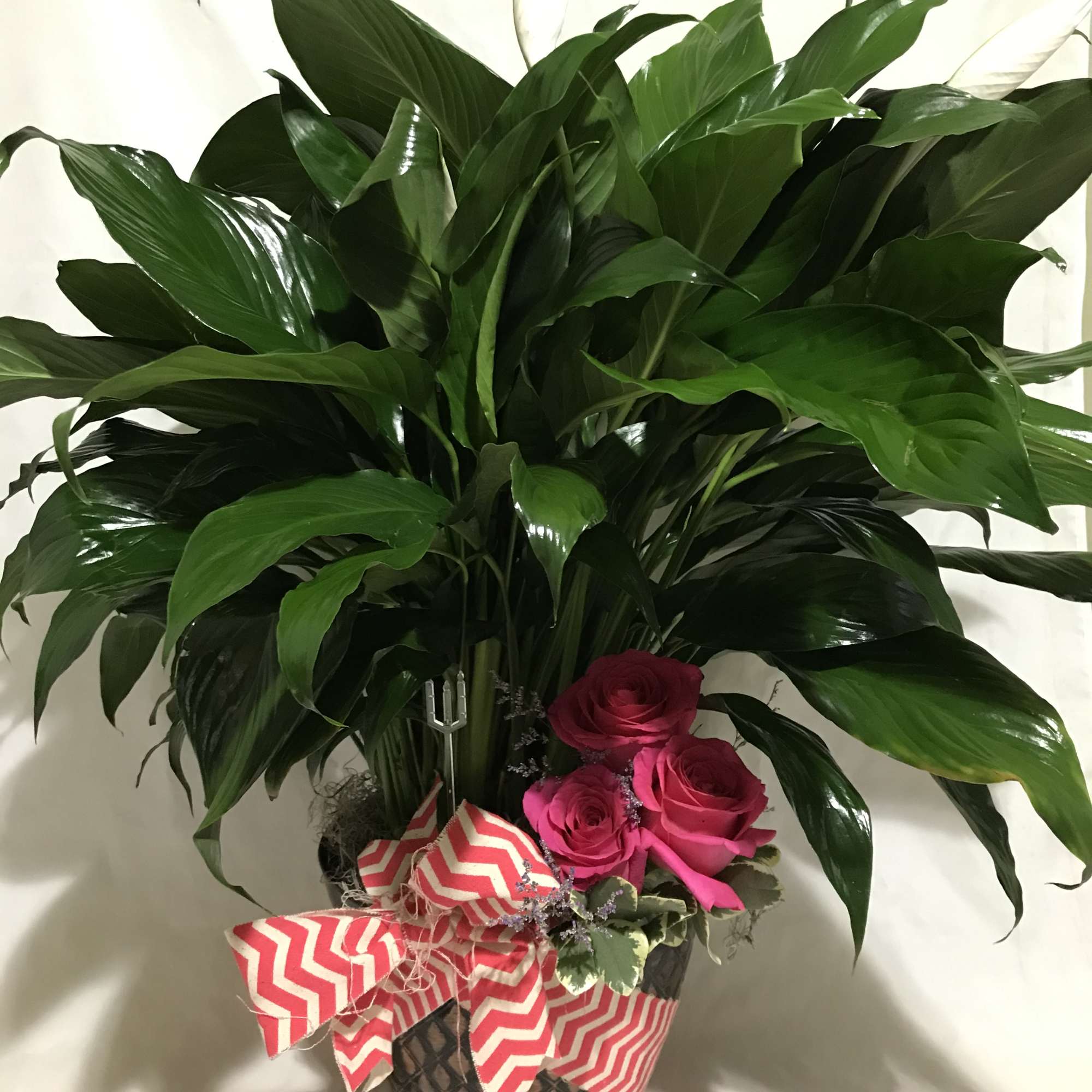 Large peace lily plant with white blooms and pink roses in a patterned pot with a chevron bow