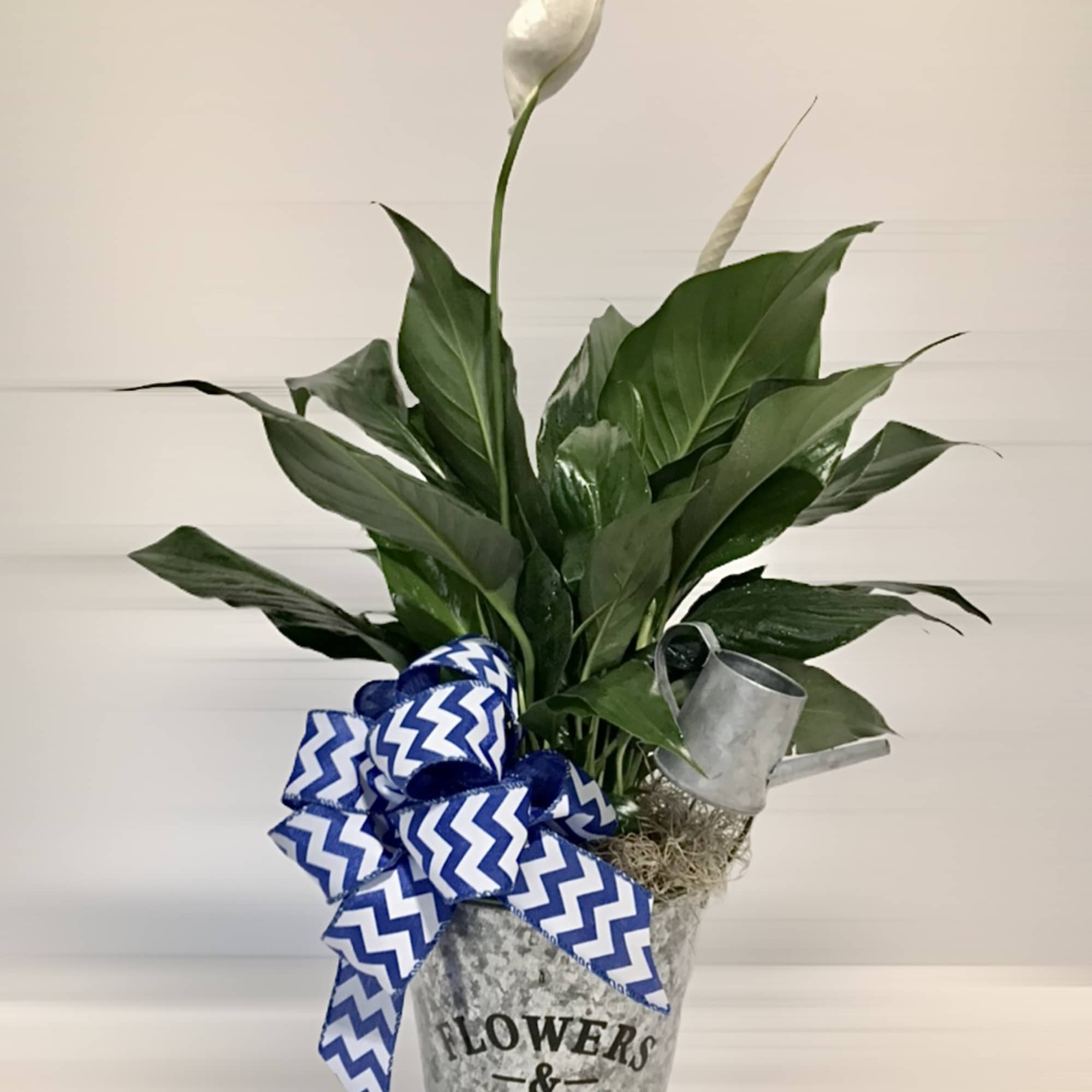 Potted peace lily plant in a galvanized bucket with blue and white chevron bow and small metal watering can accent