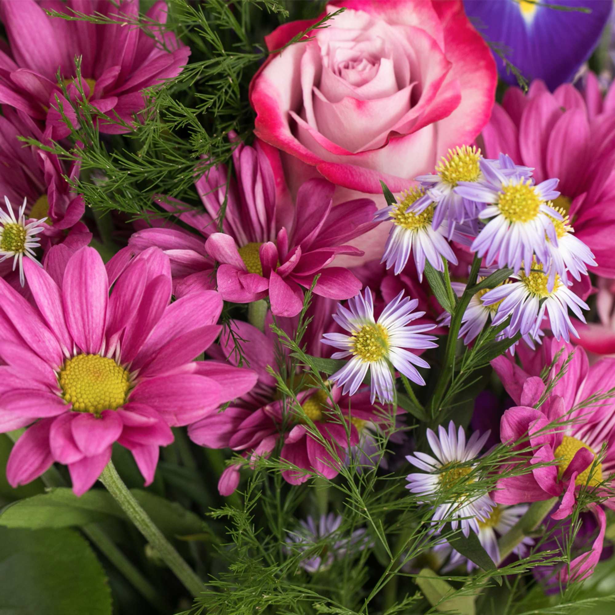 Close-up of a mixed bouquet with pink daisies, a pink-tipped rose, and small lavender daisies.