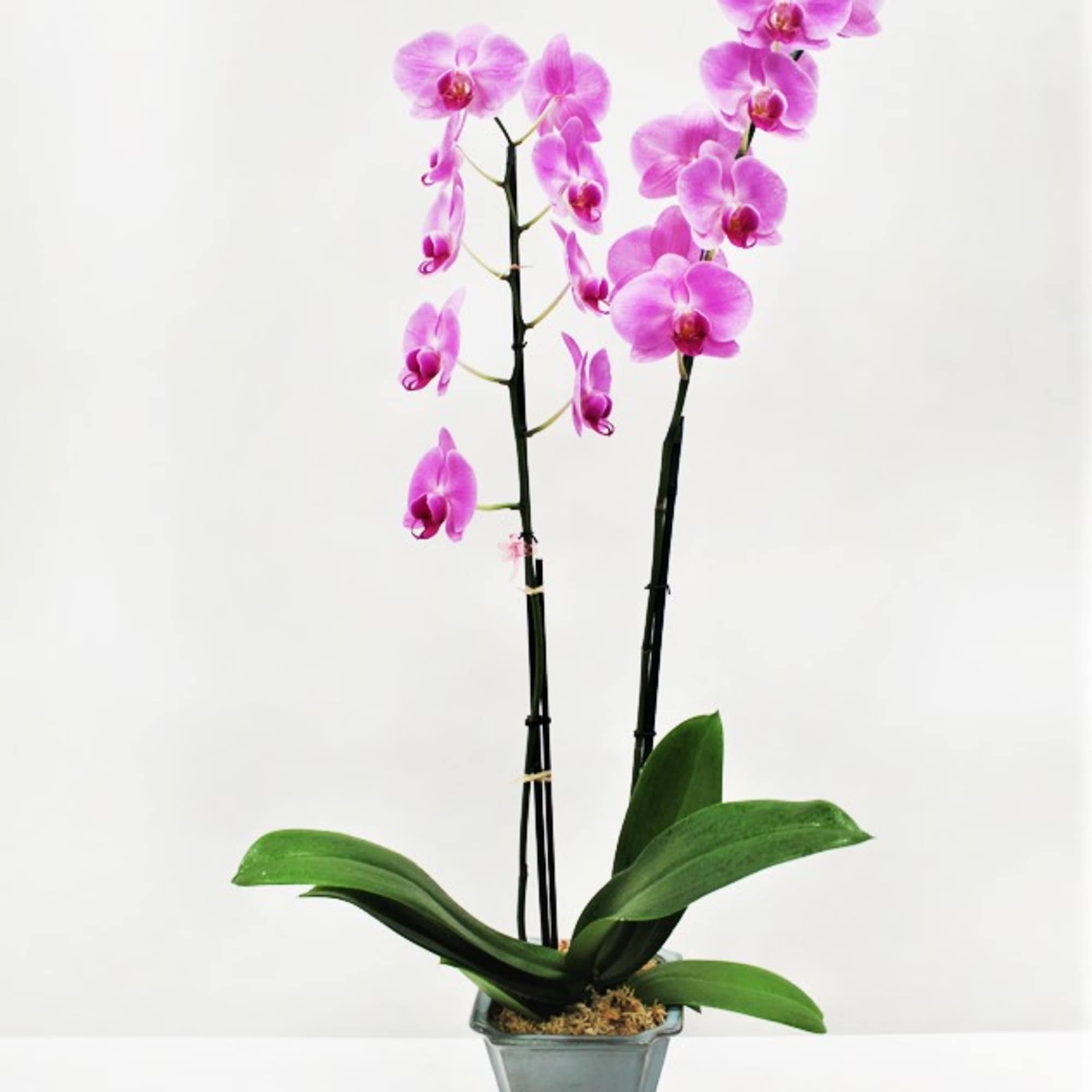 Double-stem pink orchid plant in a gray pot against a white background.
