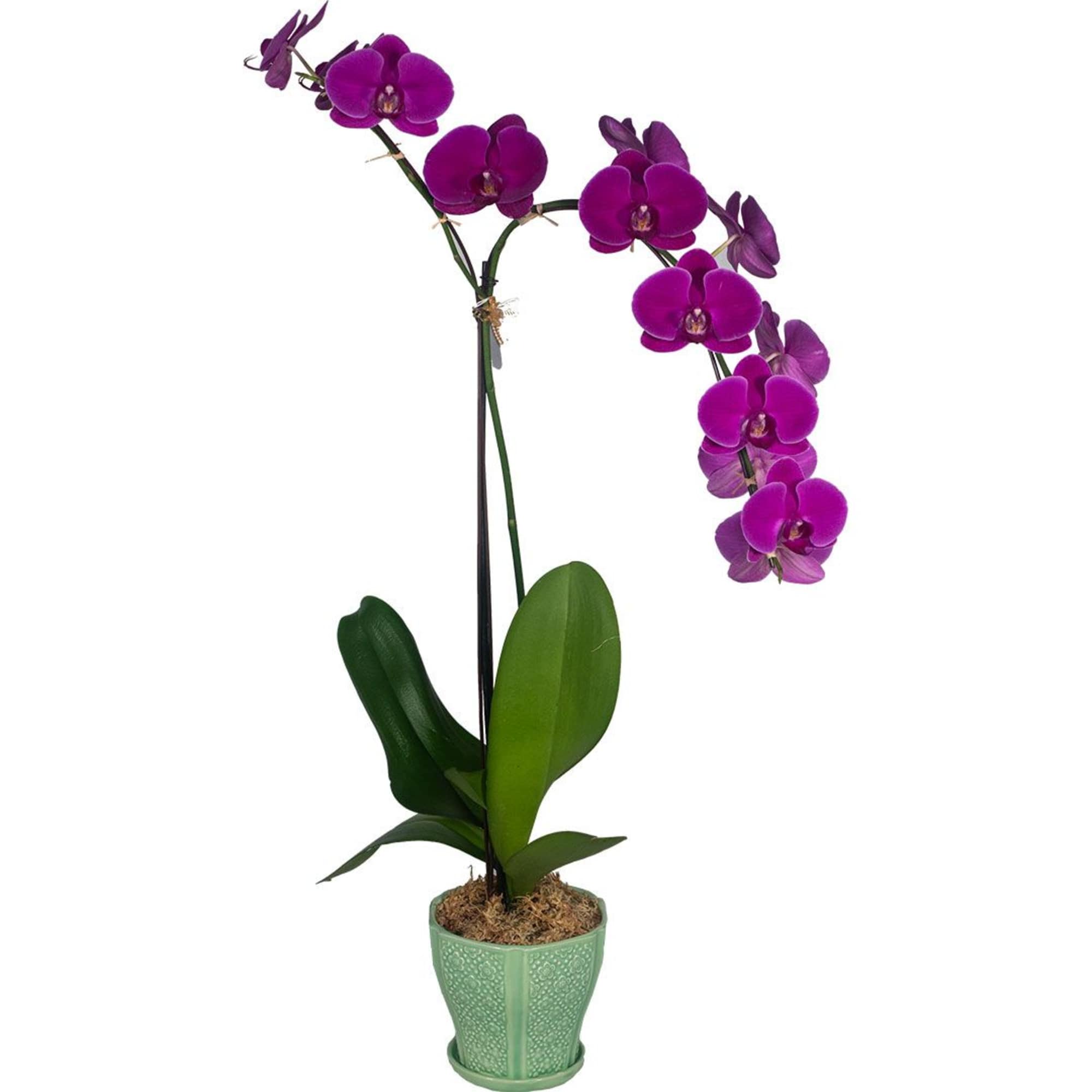 Tall potted purple phalaenopsis orchid with arching blooms in a light green ceramic pot