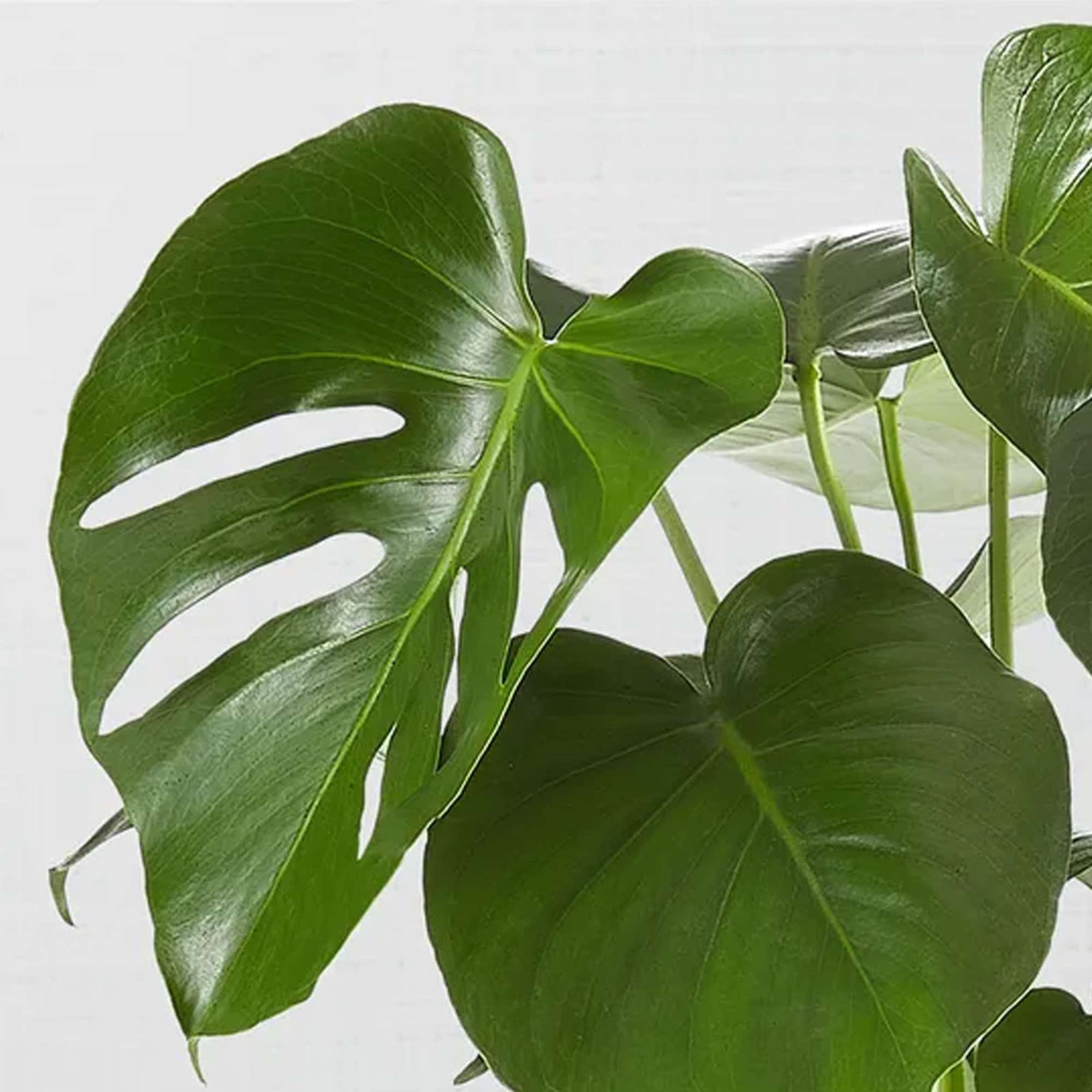 Close-up of glossy green monstera leaves on a white background