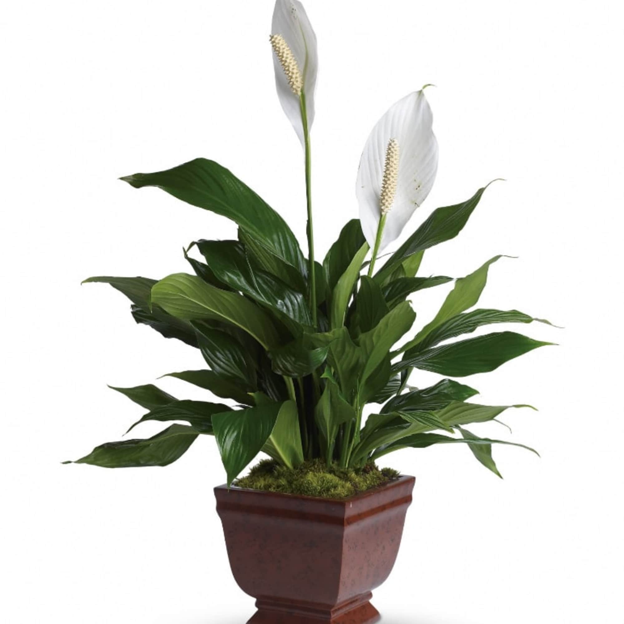 The graceful spathiphyllum plant with its snowy white flowers is a familiar, photo 2 of 3