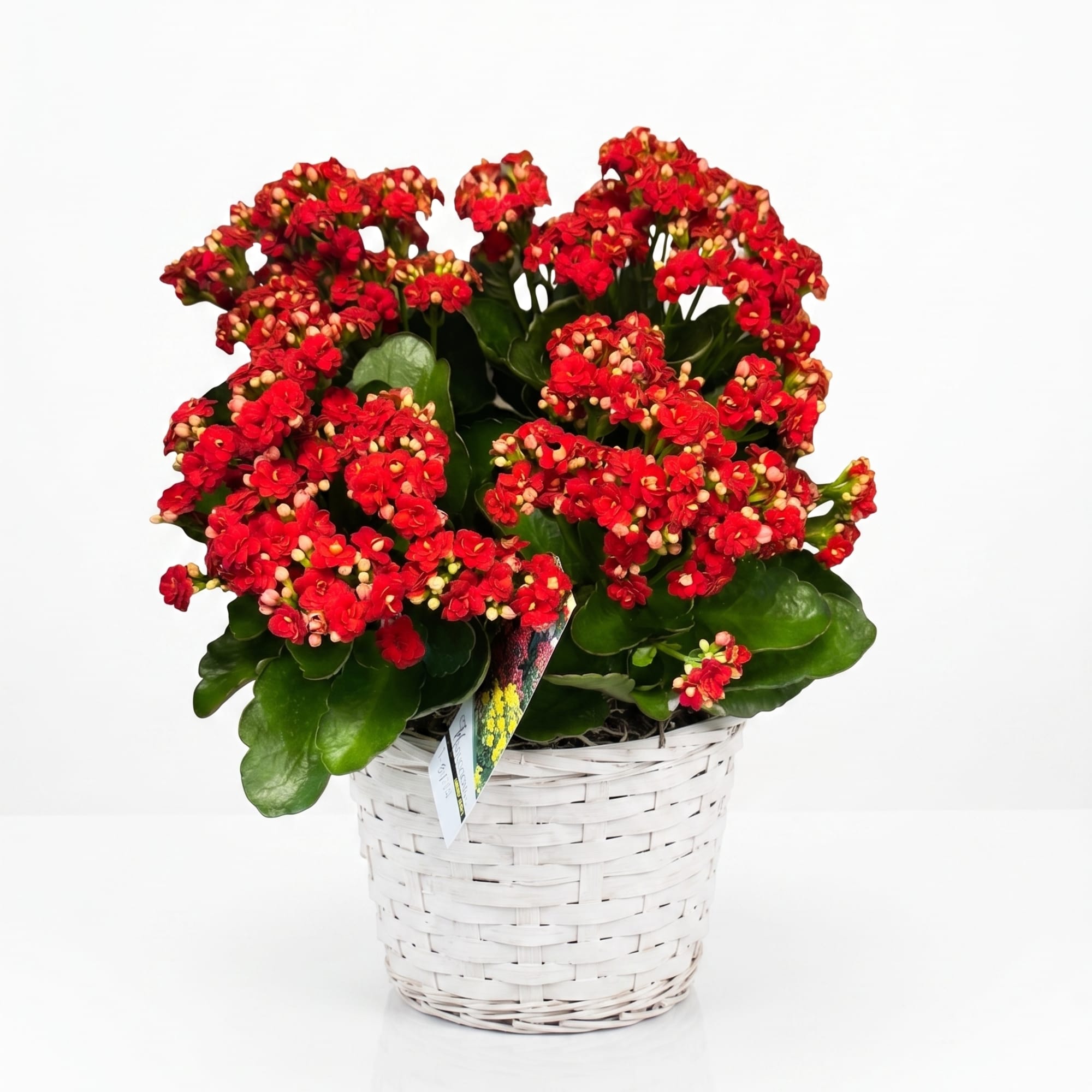 Potted plant with clusters of red flowers in a white woven basket