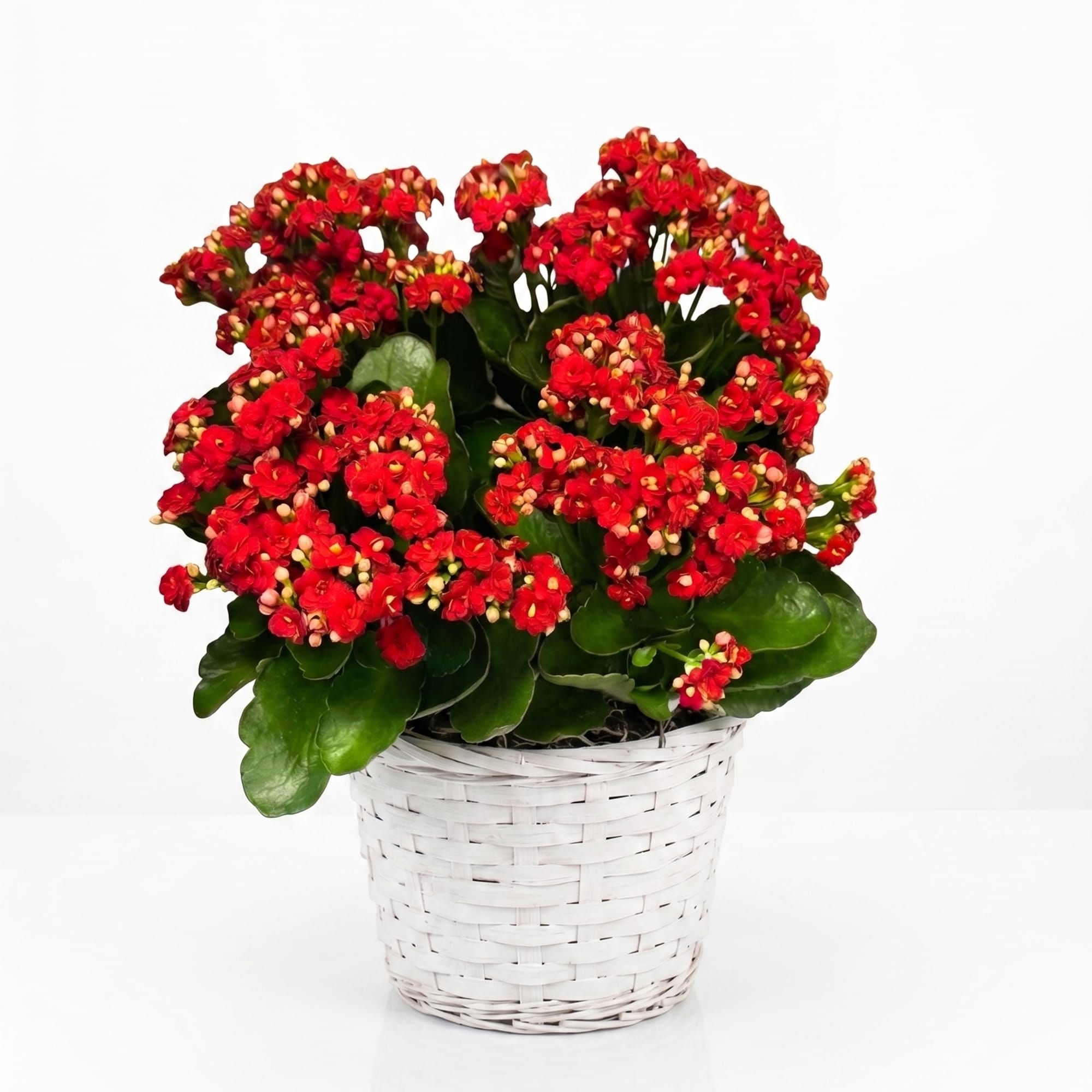 Red flowering plant in a white woven basket planter