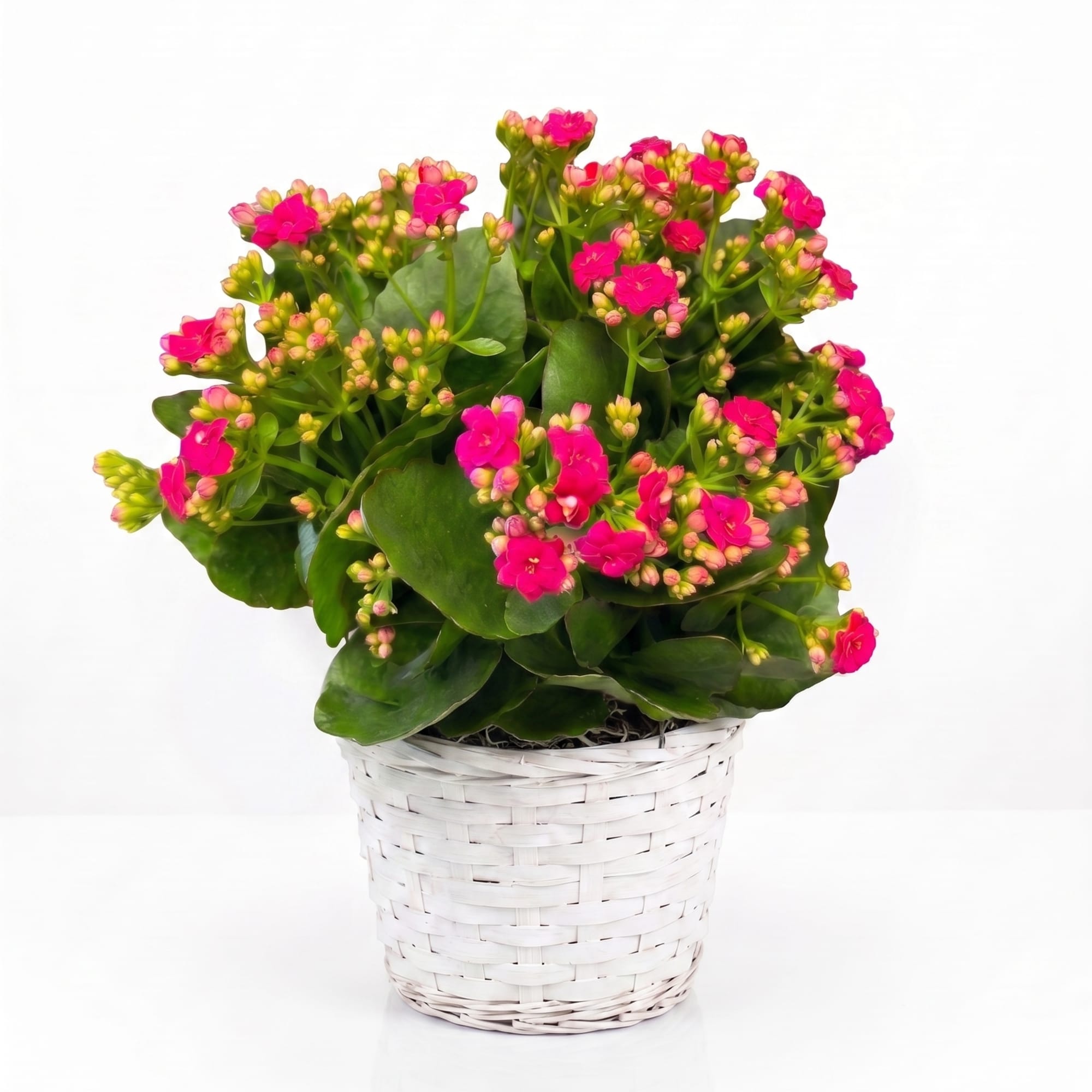 Pink flowering plant in a white woven basket planter