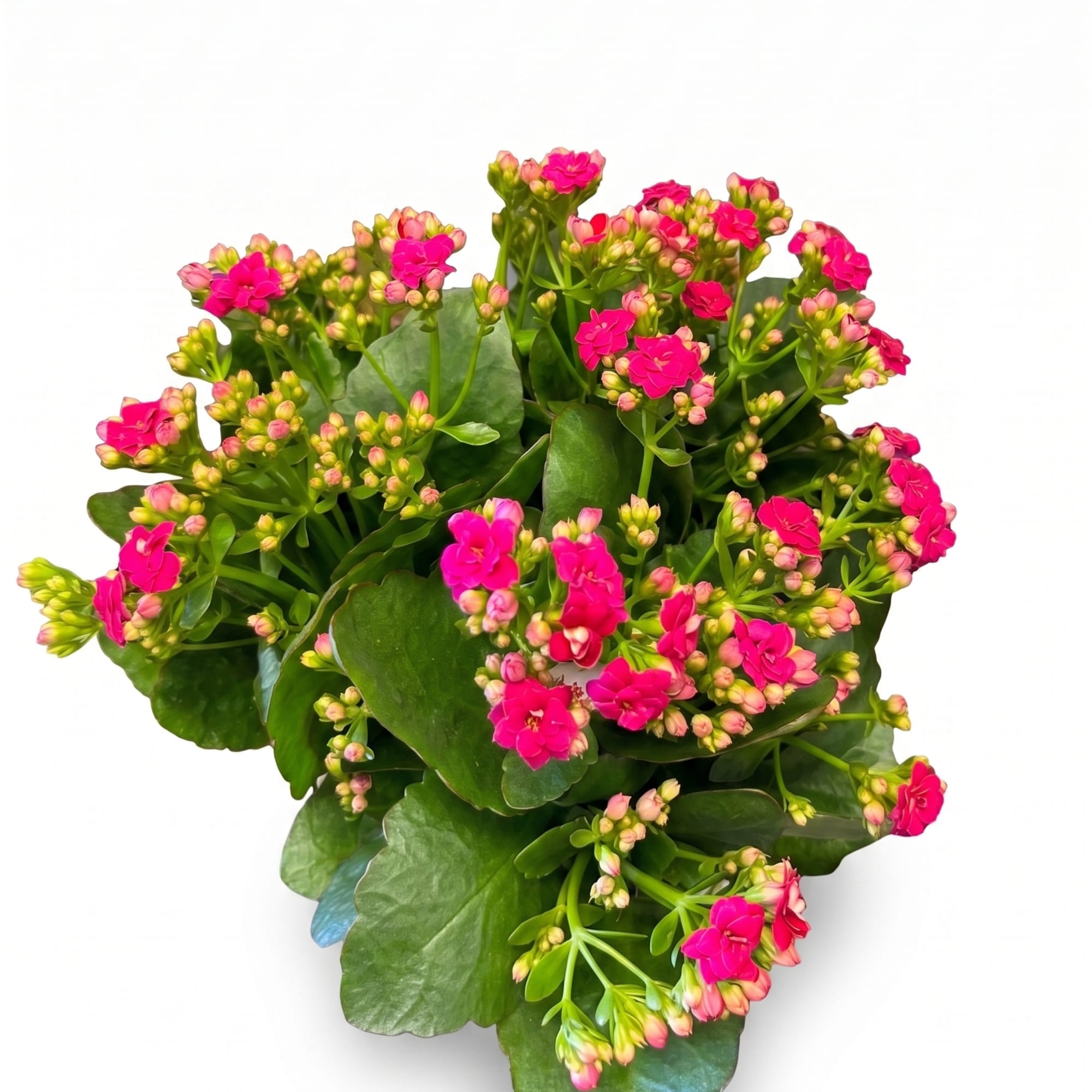 Potted plant with bright pink flowers and thick green leaves
