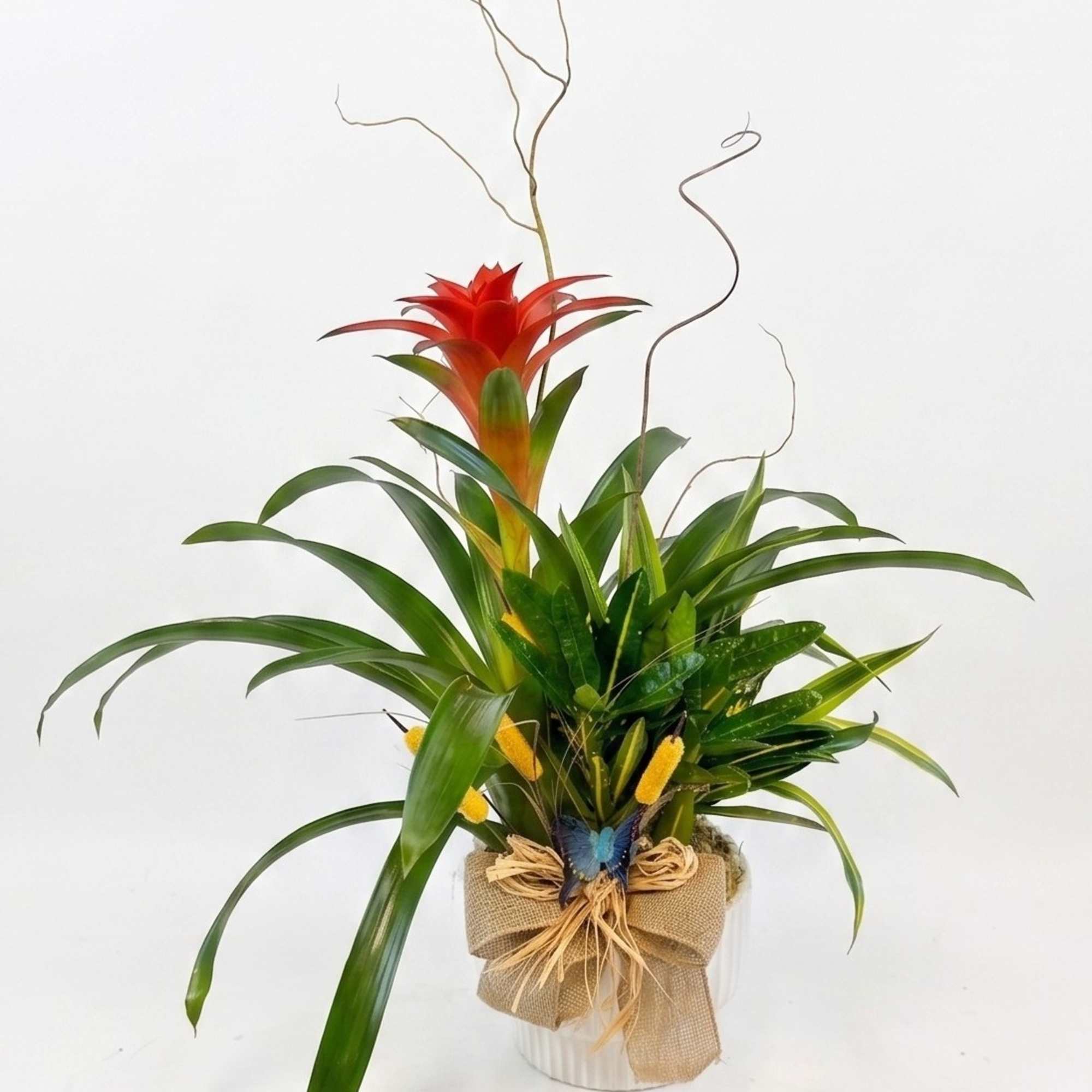 Tropical plant arrangement with a red bromeliad in a wrapped pot