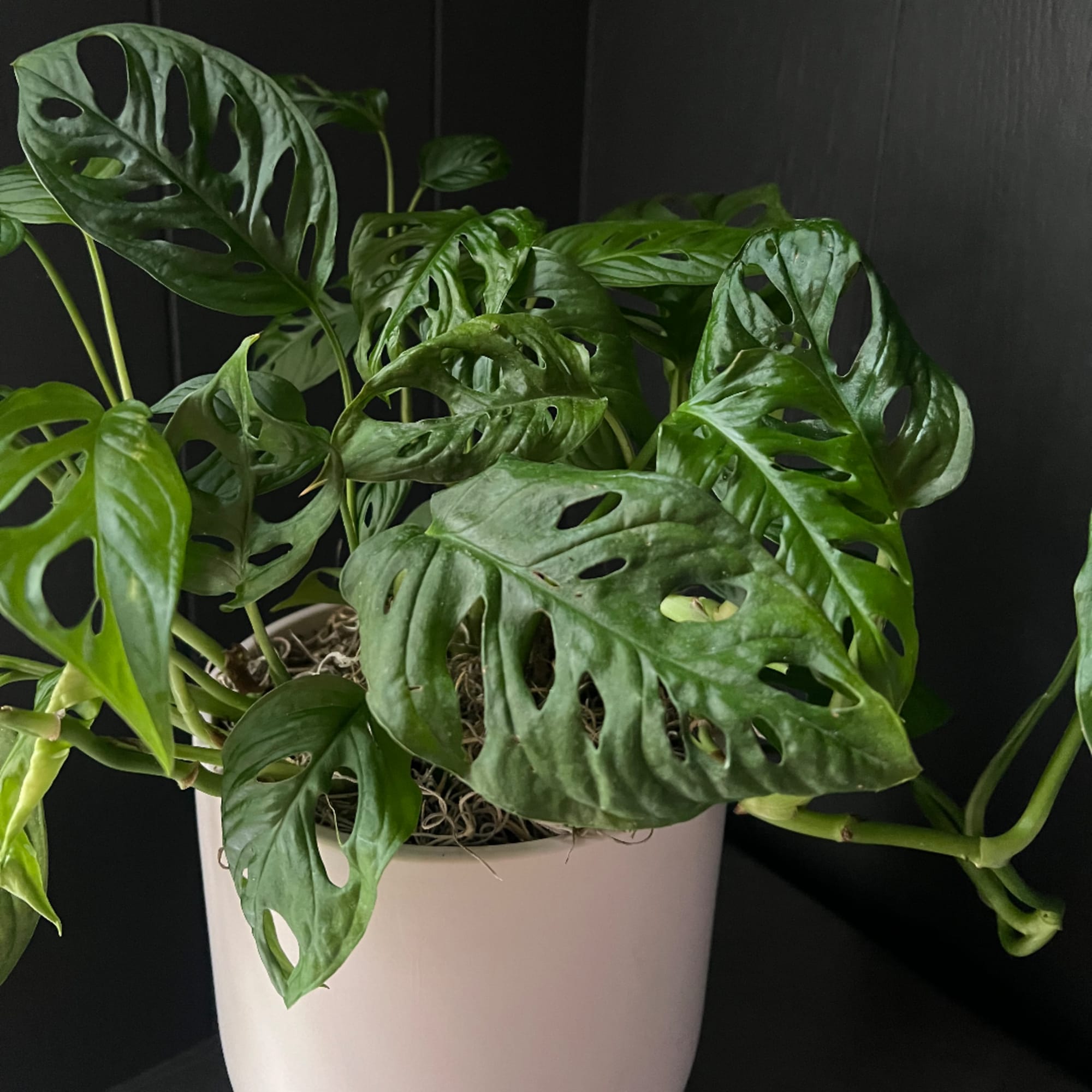 Potted monstera adansonii plant with perforated green leaves in a white container