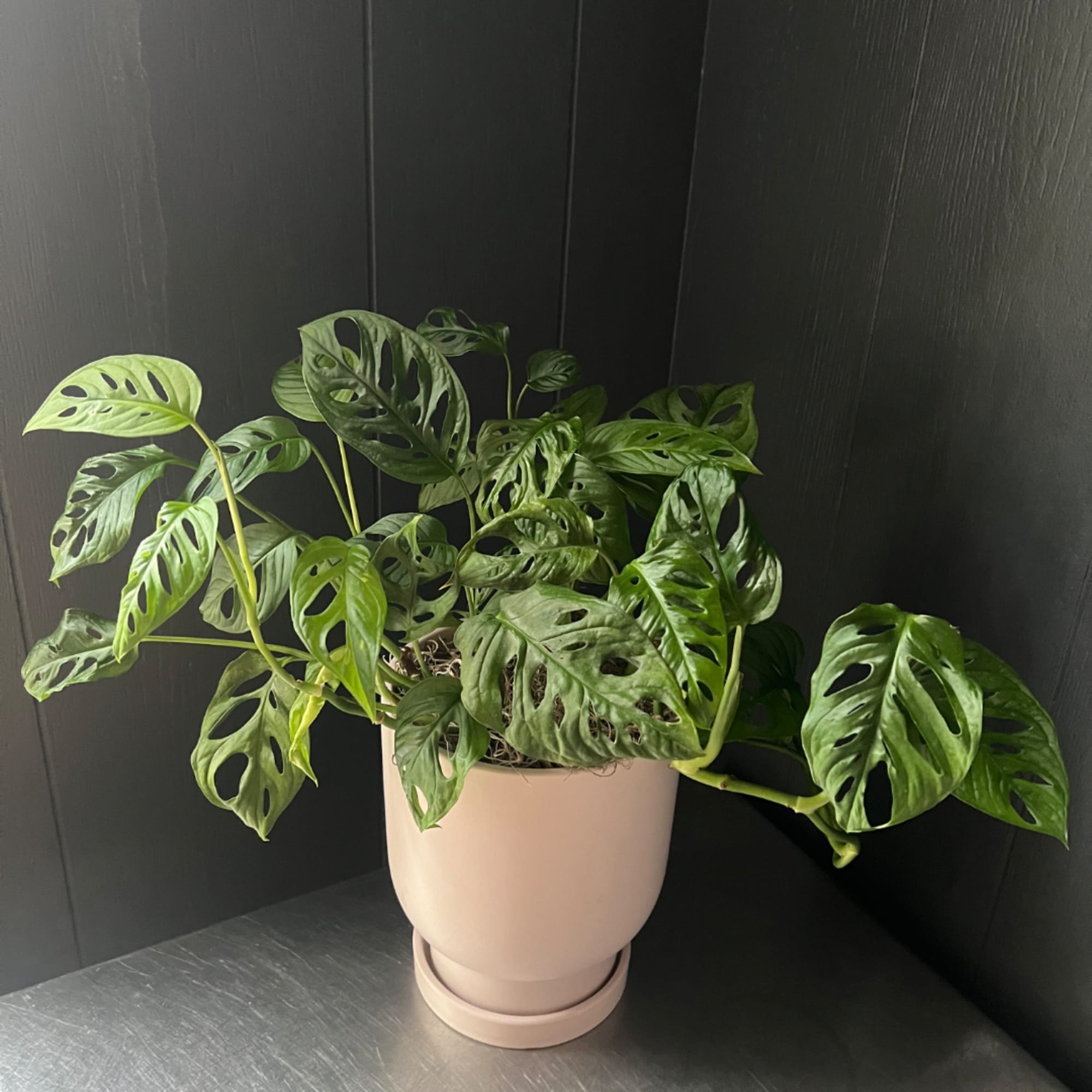 Potted green houseplant with split, holey leaves in a beige planter