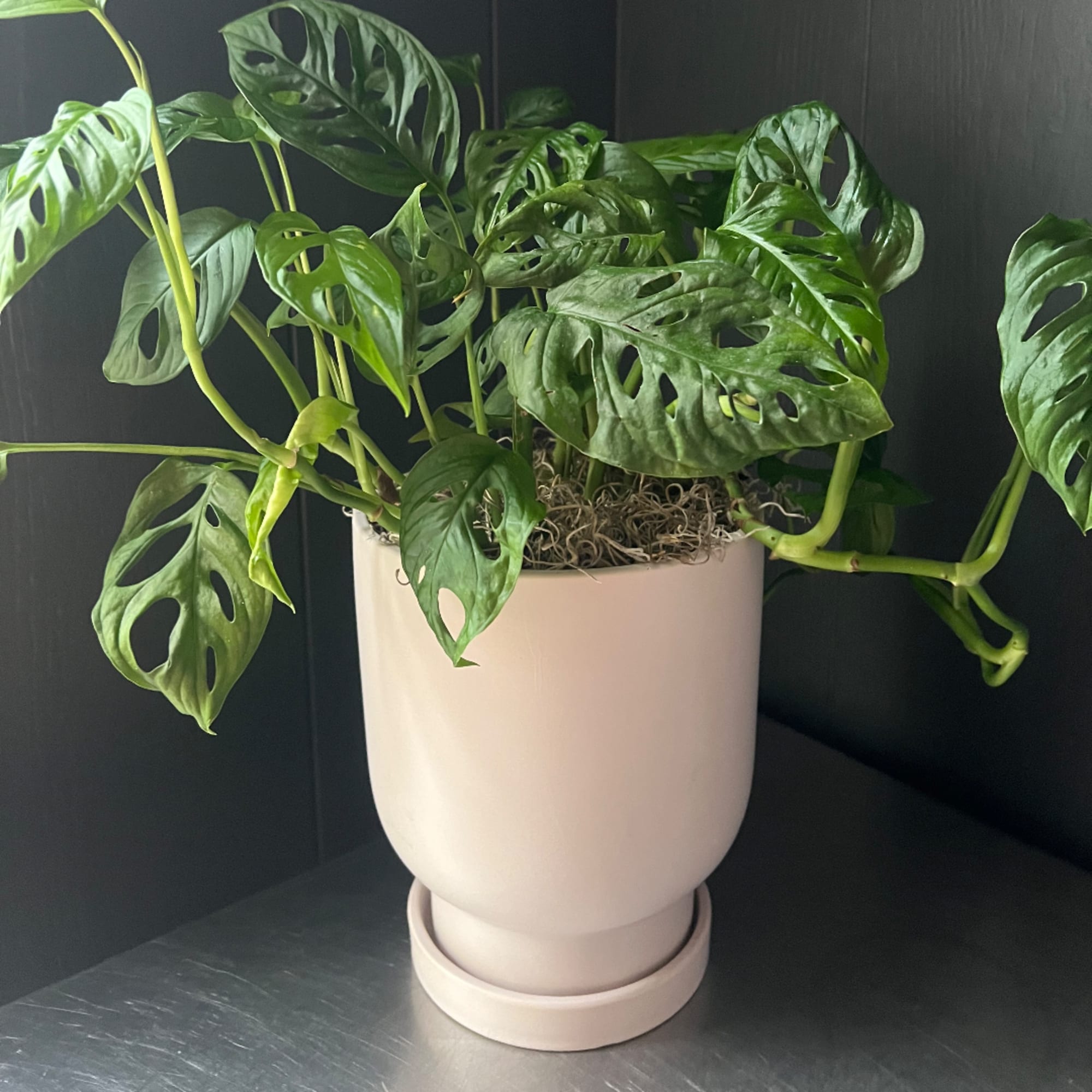 Potted Monstera adansonii plant in a pale ceramic pot