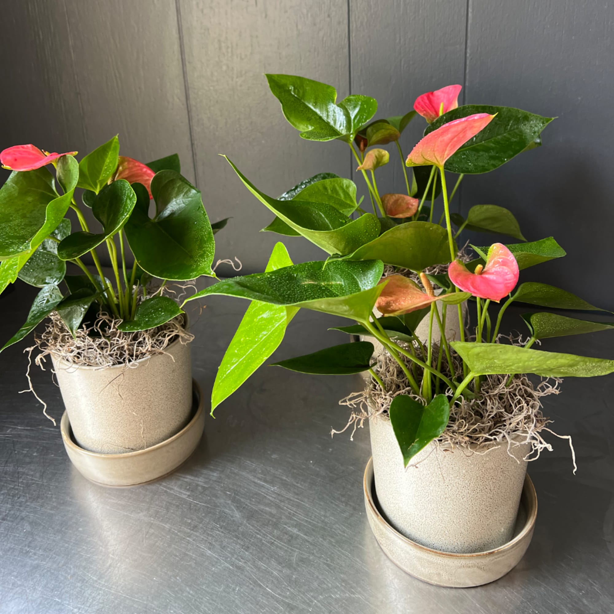 Two potted anthurium plants with pink blooms on a dark surface
