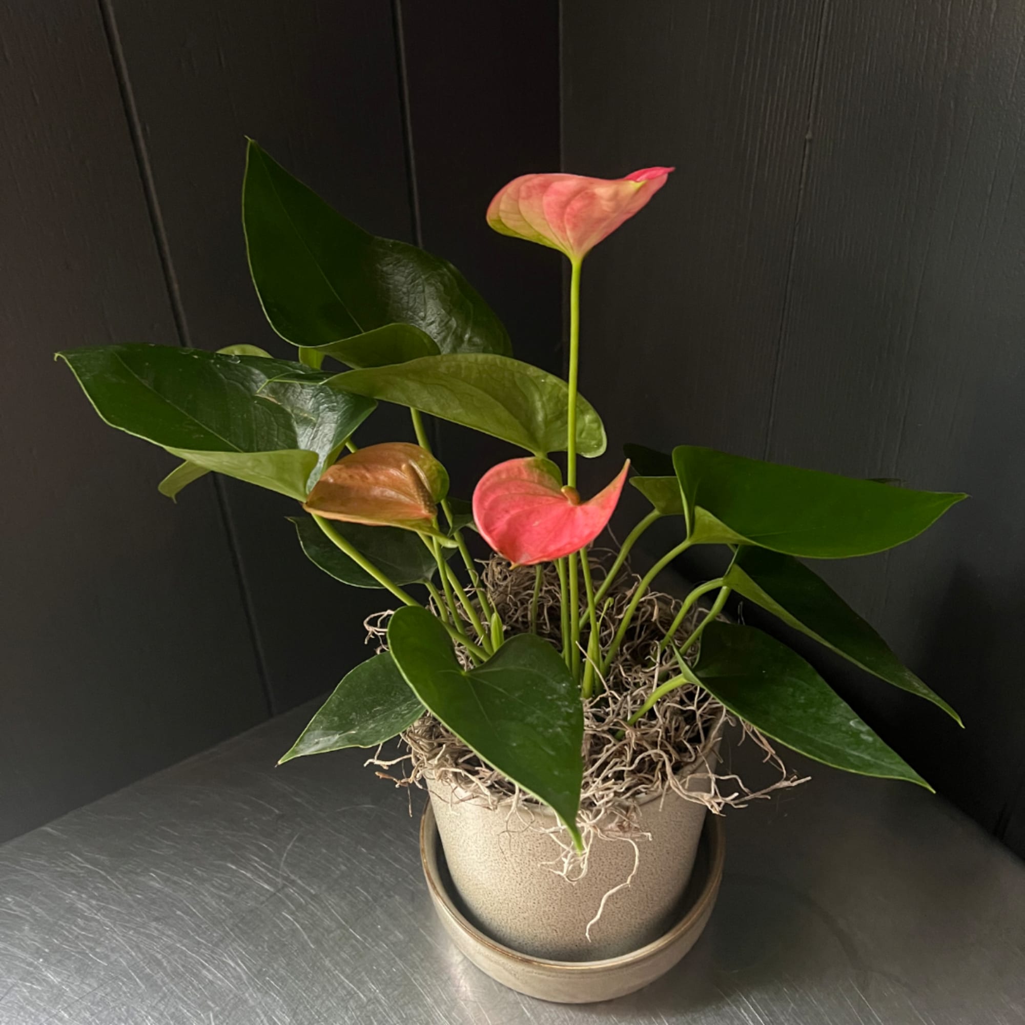 Potted anthurium plant with pink blooms in a beige container