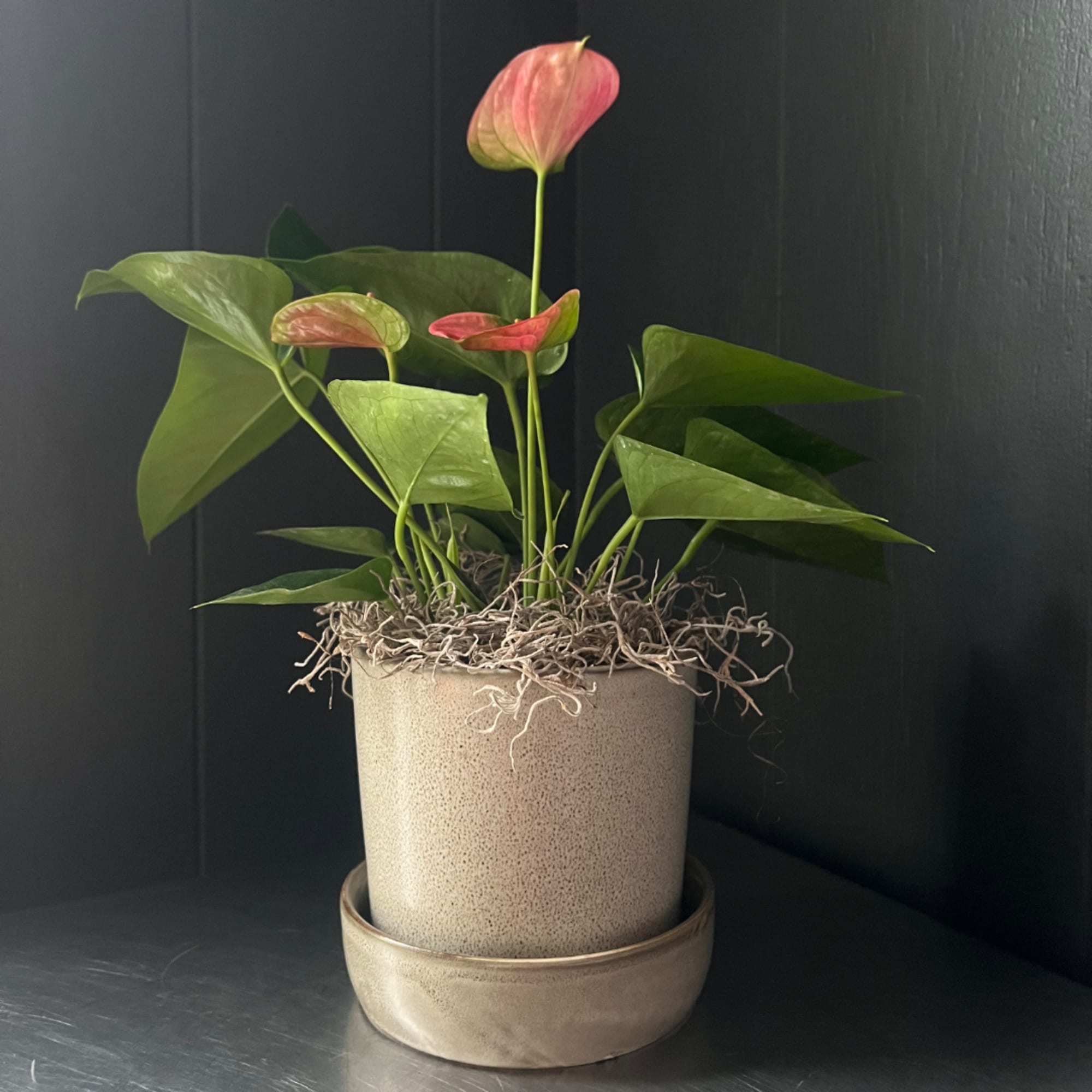 Potted anthurium plant with pink blooms in a beige ceramic pot