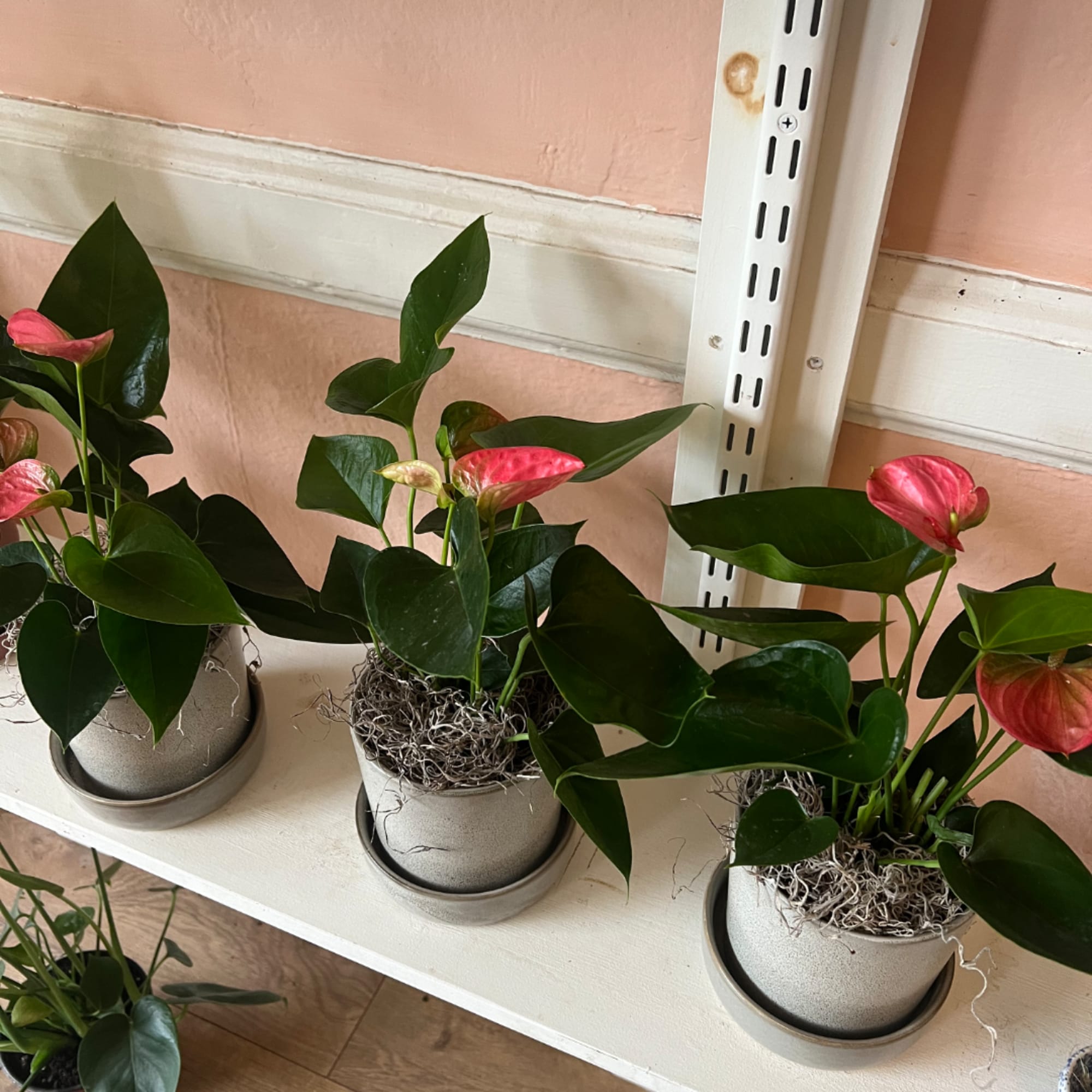 Three potted anthurium plants with pink blooms on a shelf