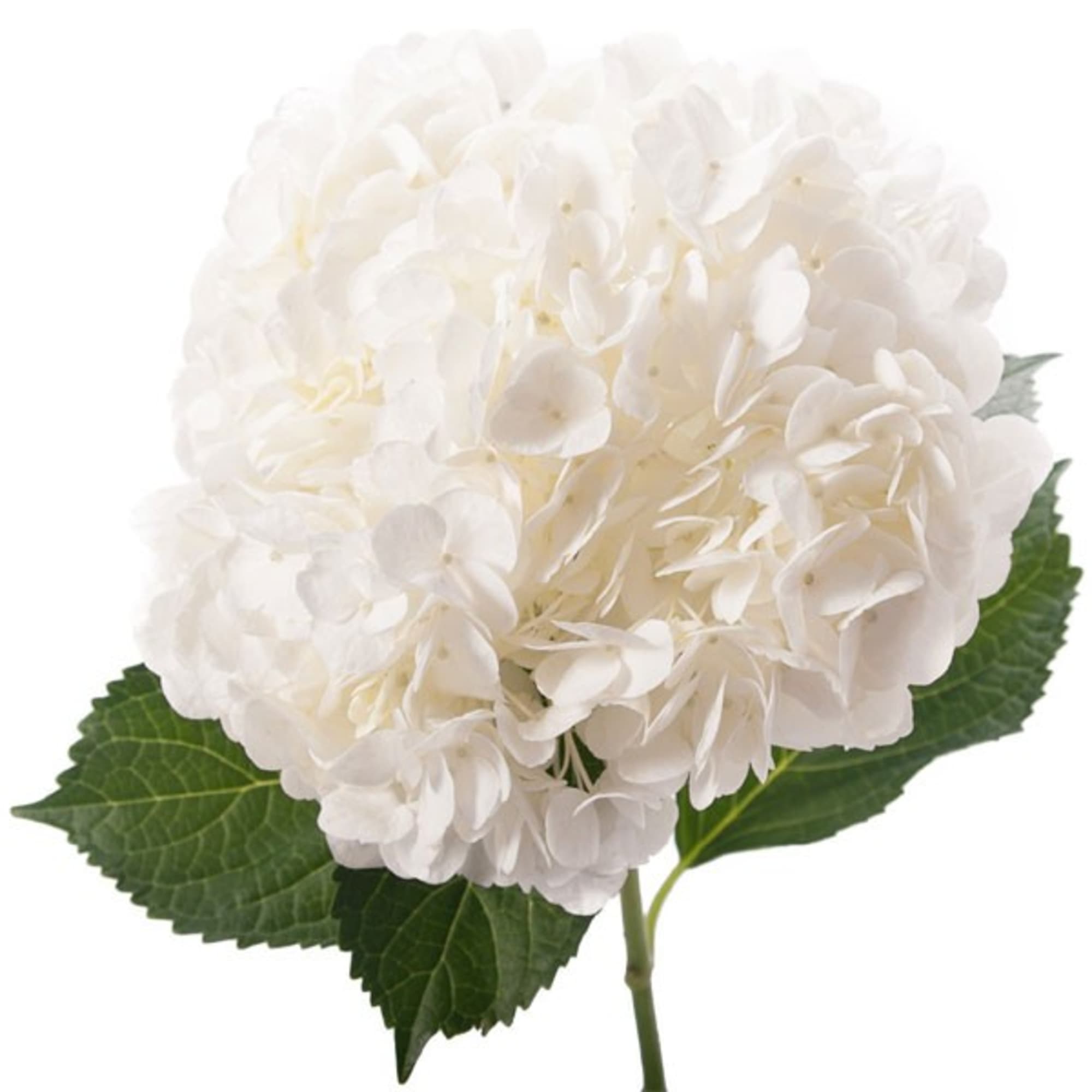 White hydrangea bloom with green leaves