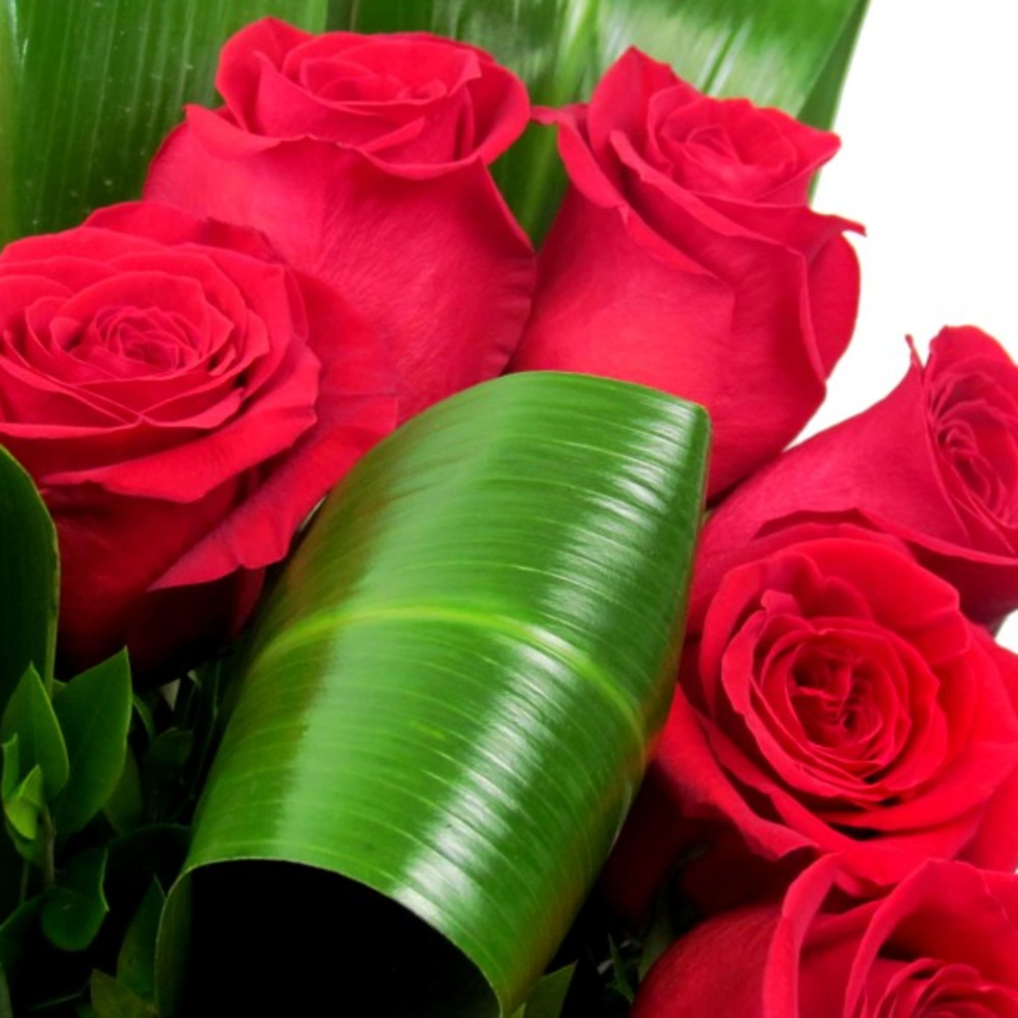 Bouquet of red roses with broad green leaves