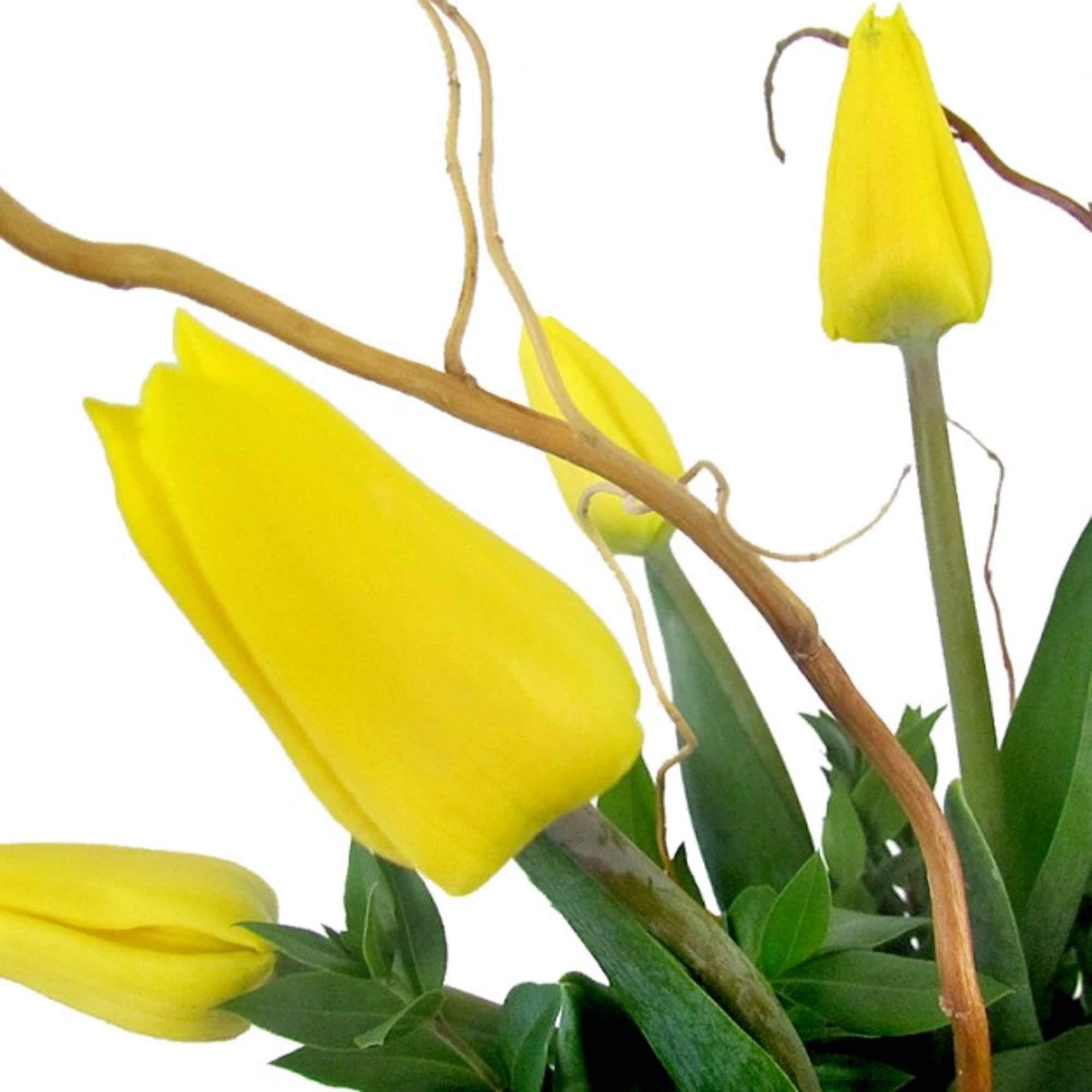 Yellow tulips with green foliage and curved branches