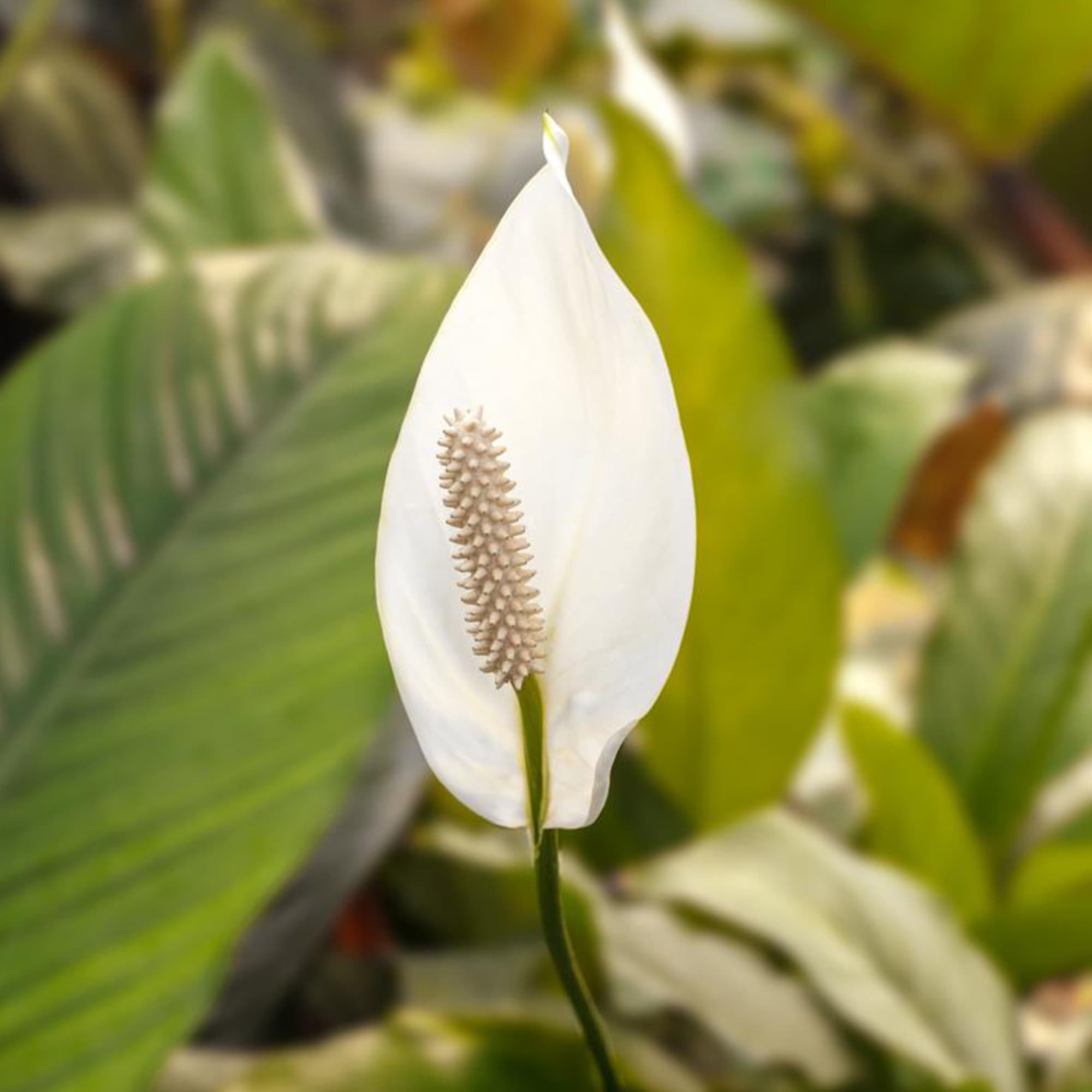 White peace lily bloom with a pale spadix against blurred green foliage