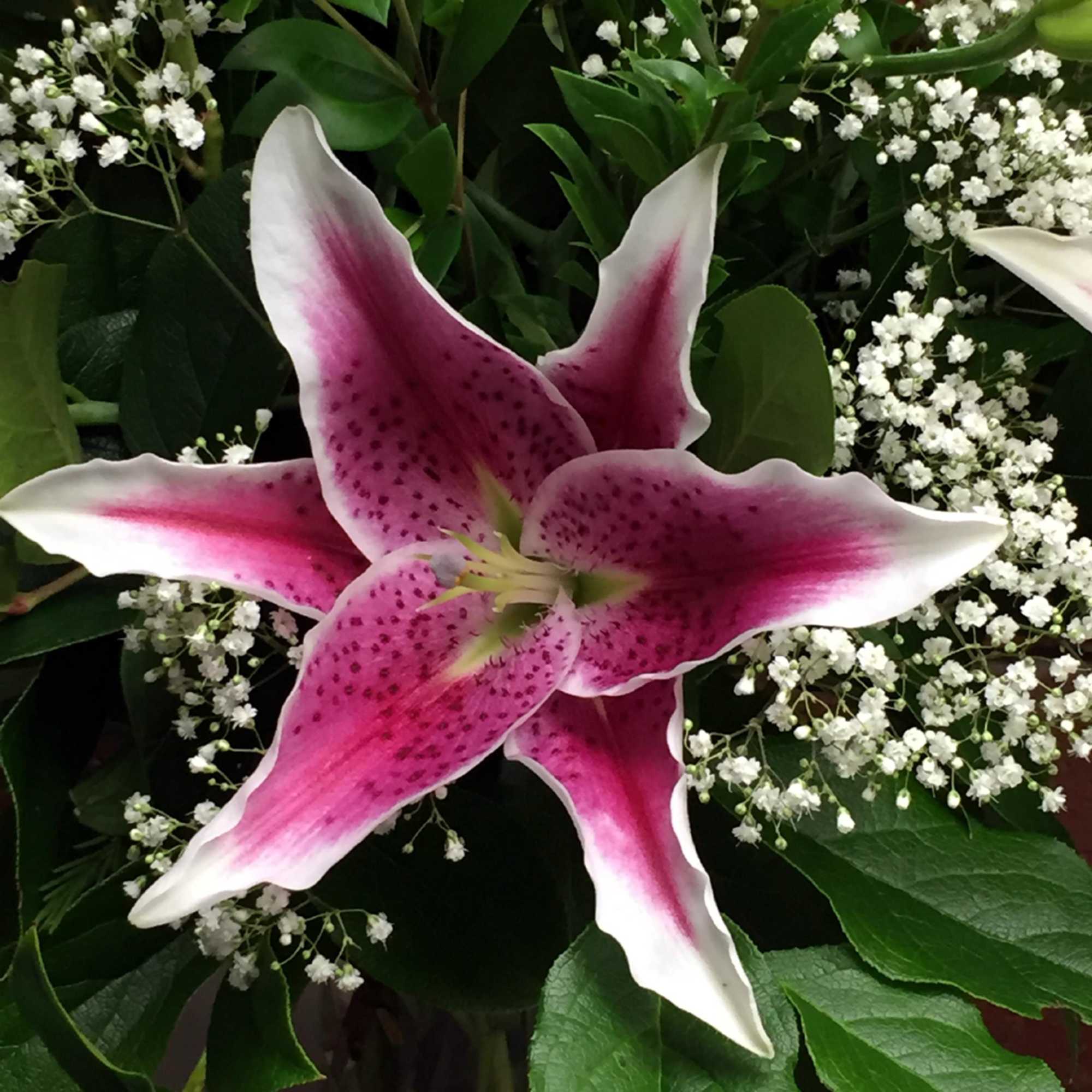 Pink and white lily bloom surrounded by small white filler flowers in a close-up floral arrangement