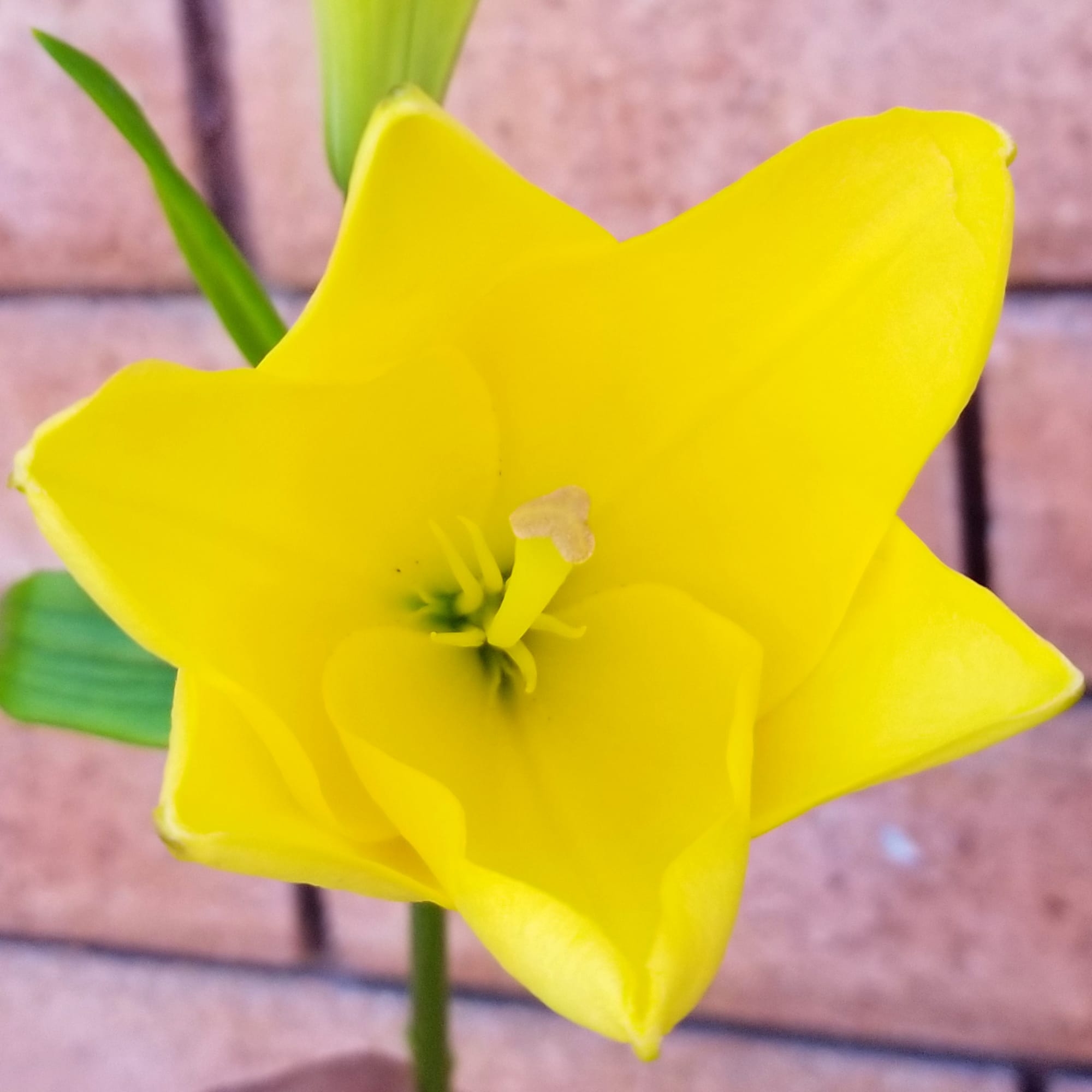 Close-up of a yellow tulip flower against a brick background